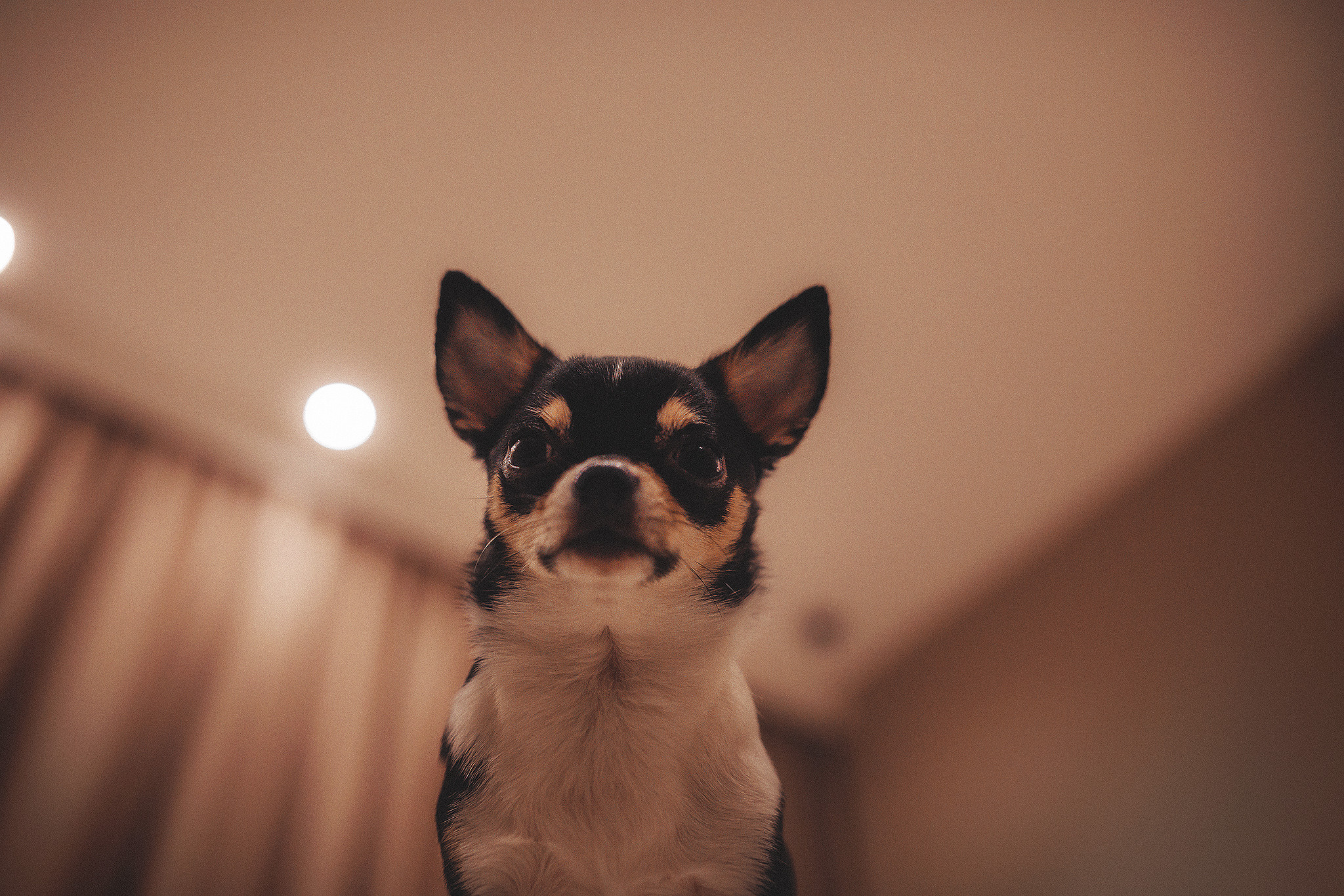 Хати и Света. Фотограф-анималист • love-story • Санкт-Петербург