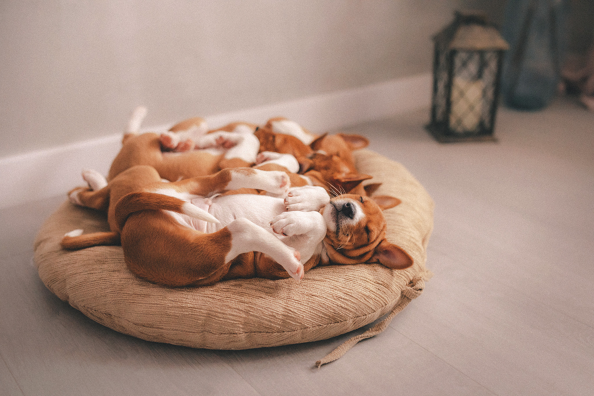 Басенджи щенки. Фотограф-анималист • love-story • Санкт-Петербург