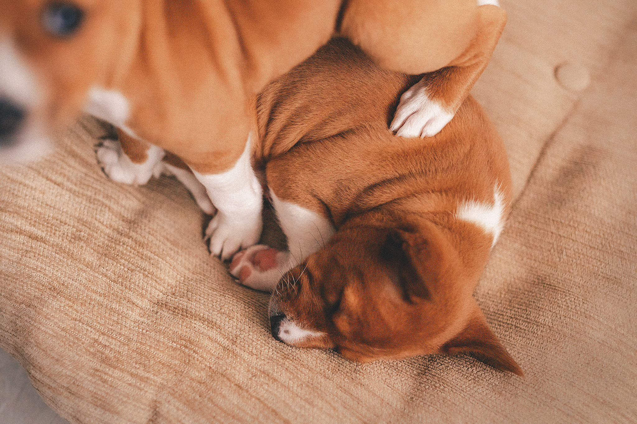 Басенджи щенки. Фотограф-анималист • love-story • Санкт-Петербург