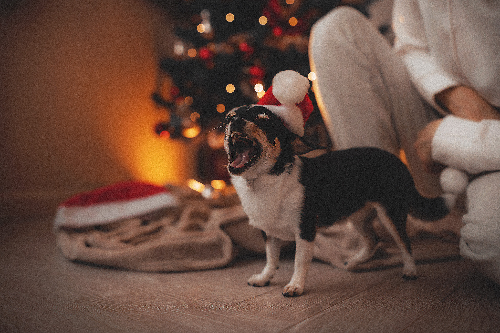 Хати и Света. Фотограф-анималист • love-story • Санкт-Петербург