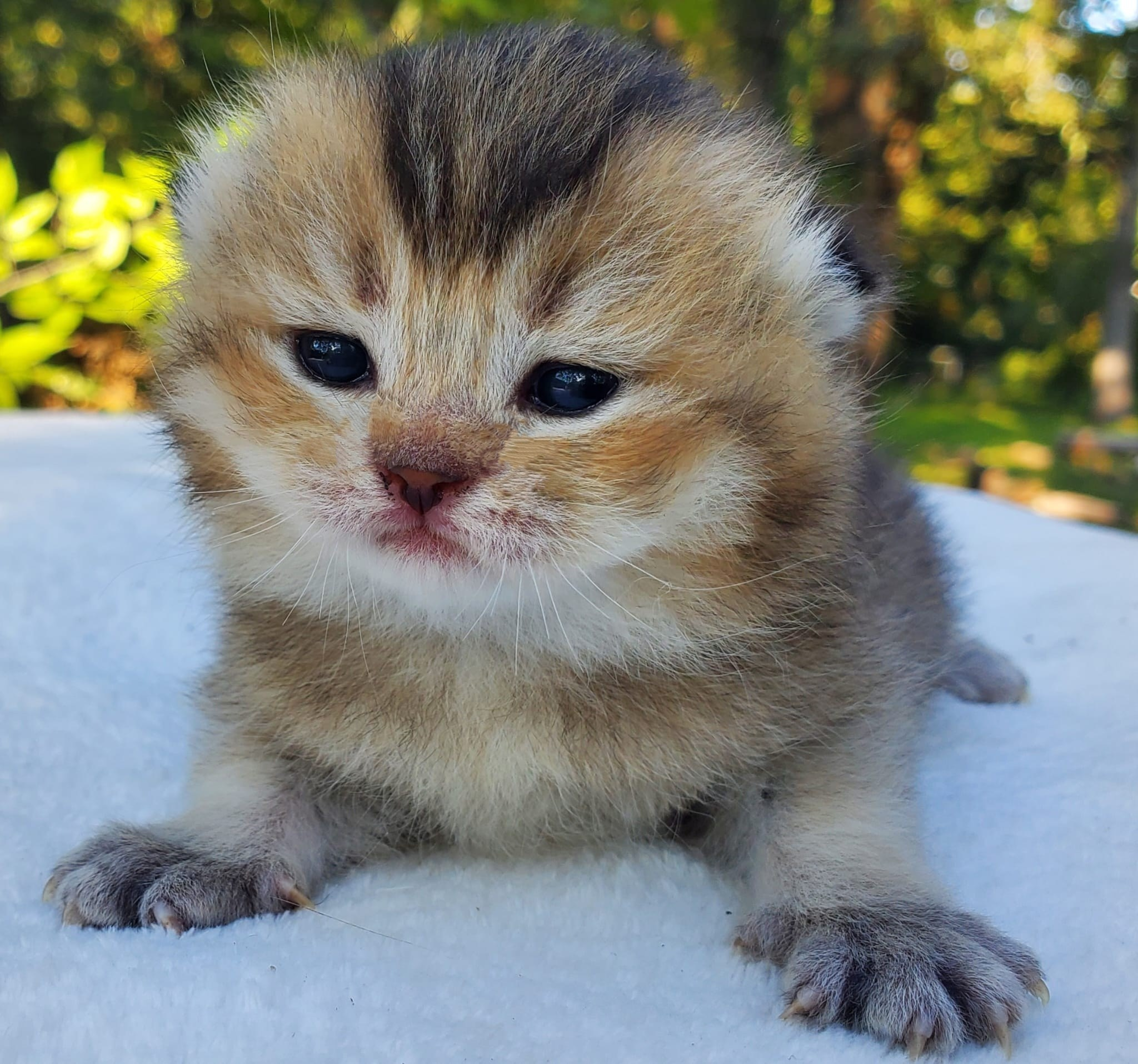 Smokey, DB-08.25.25, female, $1500. British shorhair Cats