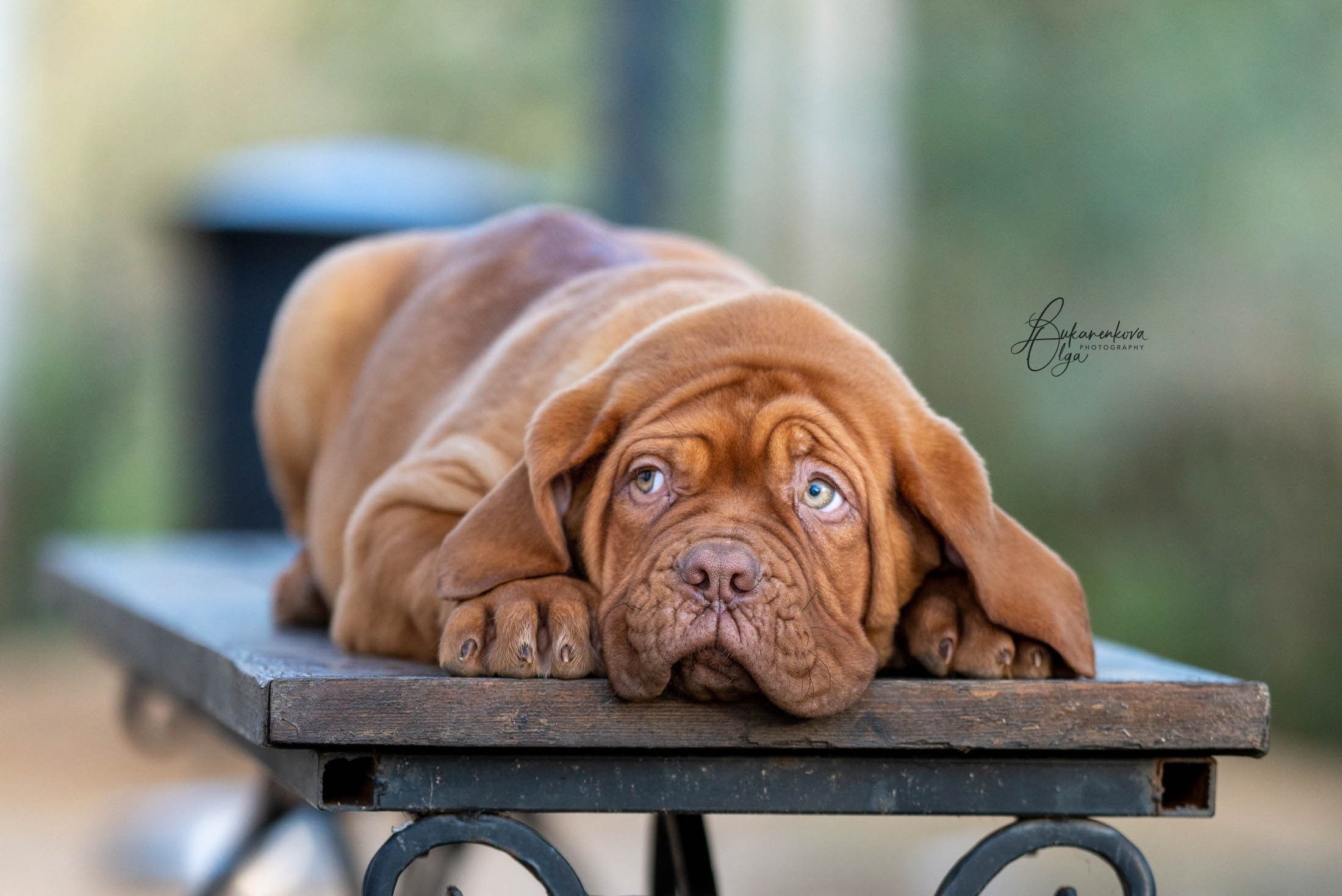 Боррдосы. Фотограф анималист Ольга Луканенкова в Москве