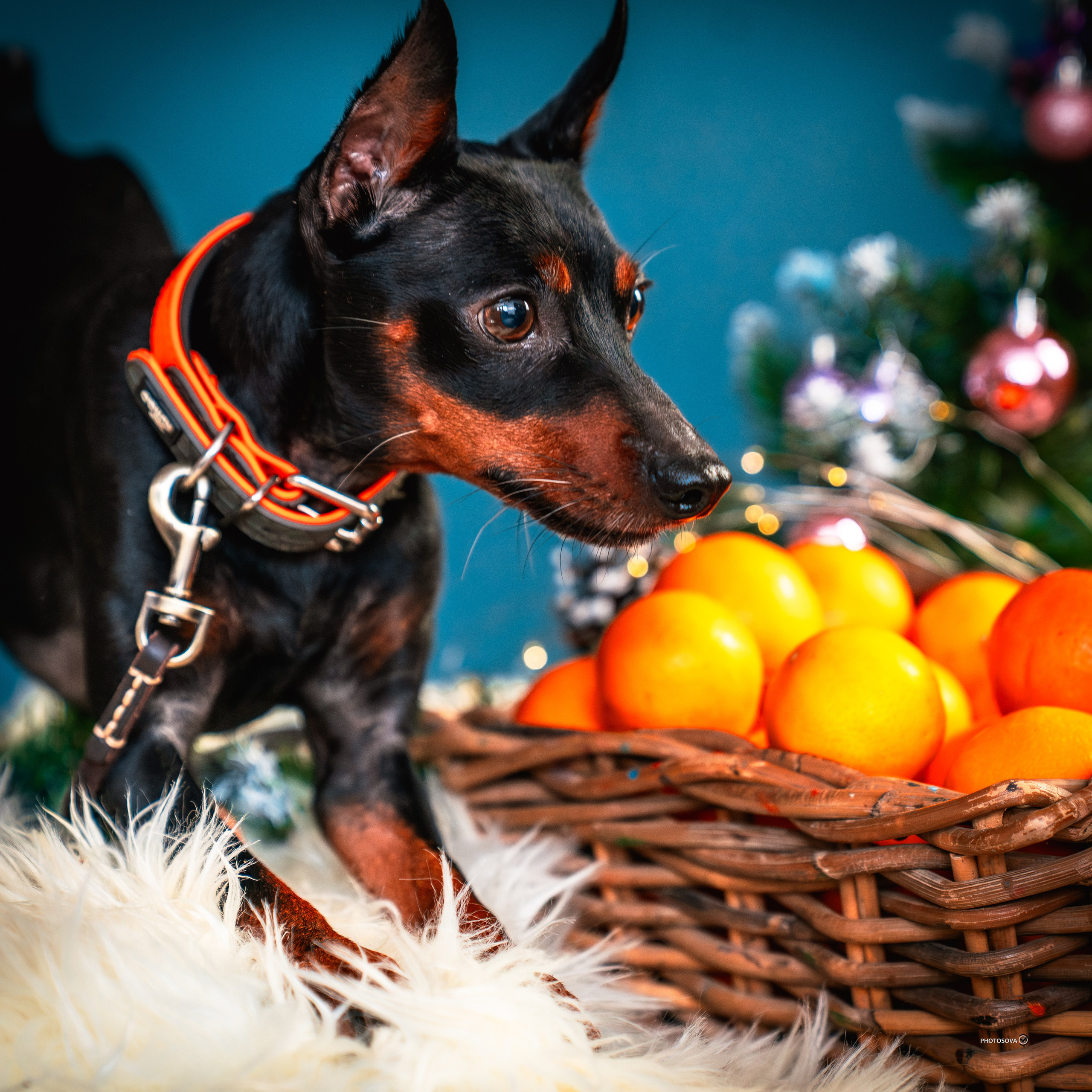 ФОТОПАМЯТЬ ВАШИХ ЭМОЦИЙ. Фотограф-анималист, семейный фотограф в Москве и Подмосковье. Фотосъёмка кинологических дисциплин