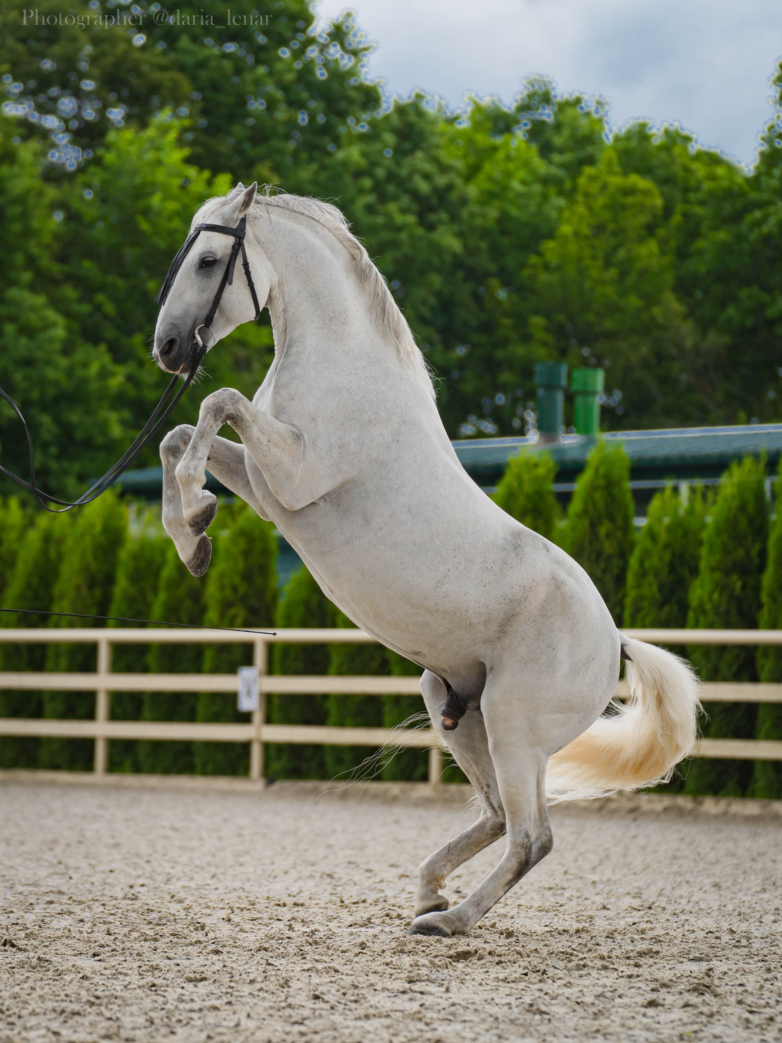 Экстерьер и спорт. Фотограф в Москве Ленарская Дарья