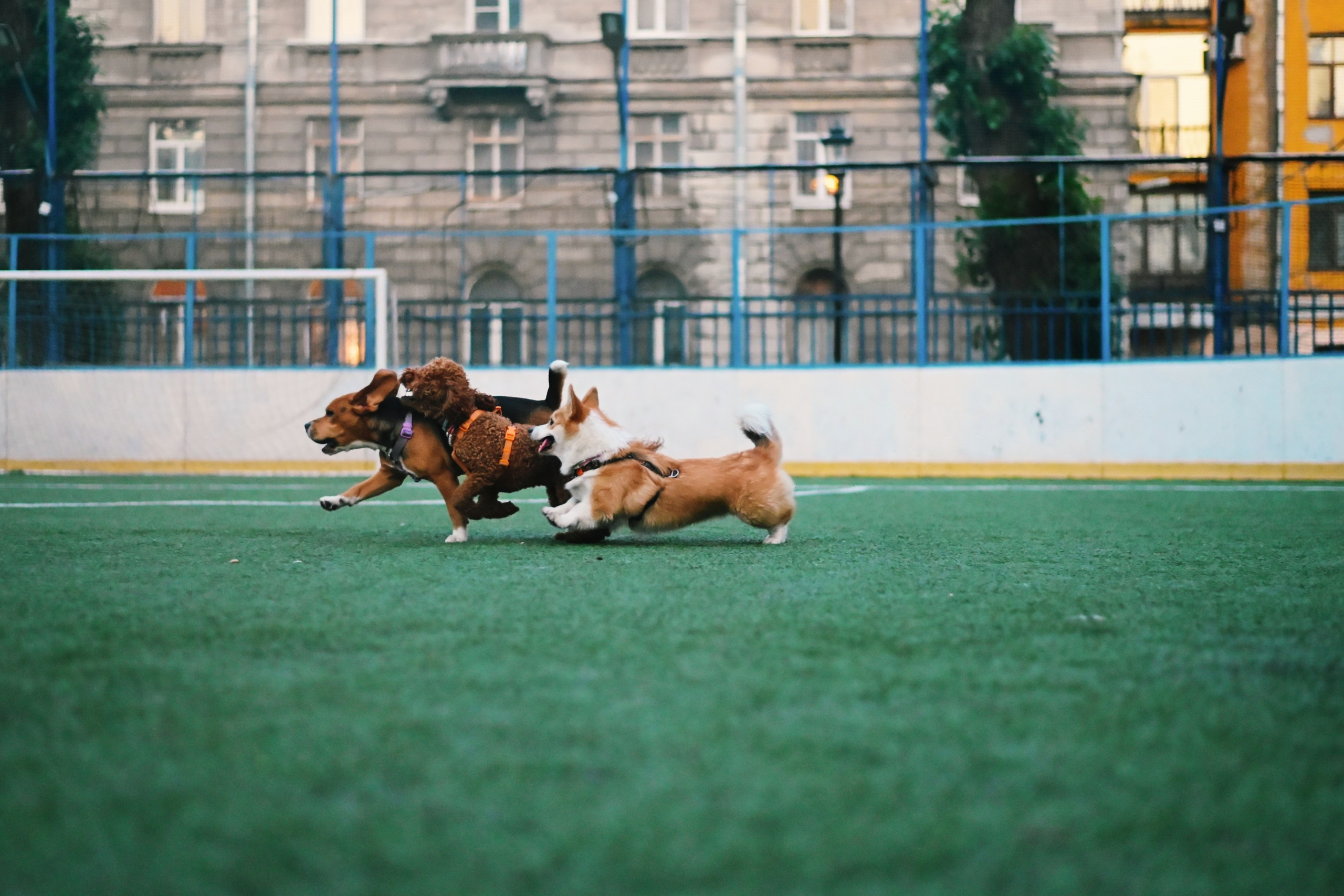 Фауна. Элька Мурзина