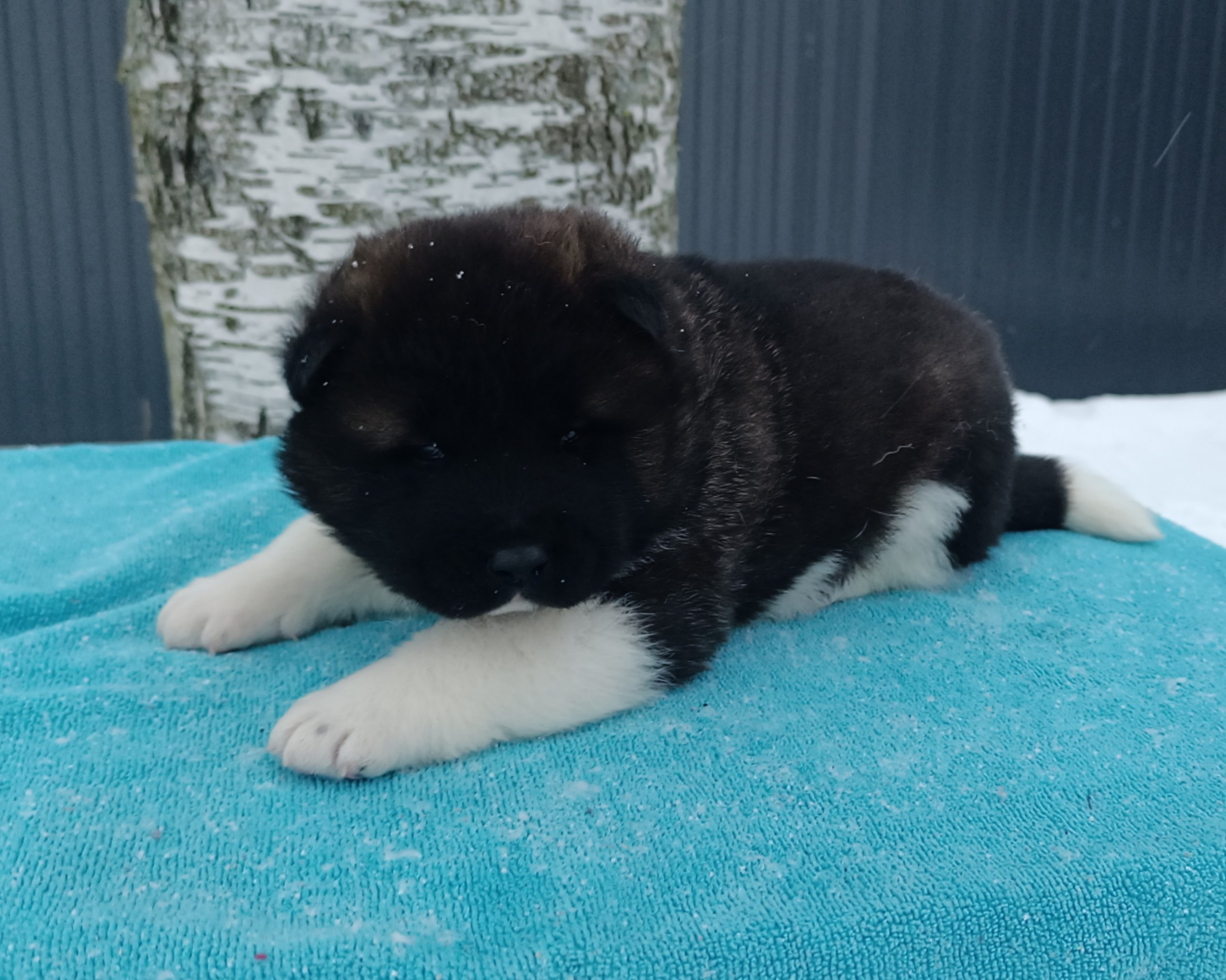 Американская акита  щенки питомник Санкт-Петербург клубные щенки Американская акита питомник RUBYLIGHT Рубилайт купить щенка американской акиты