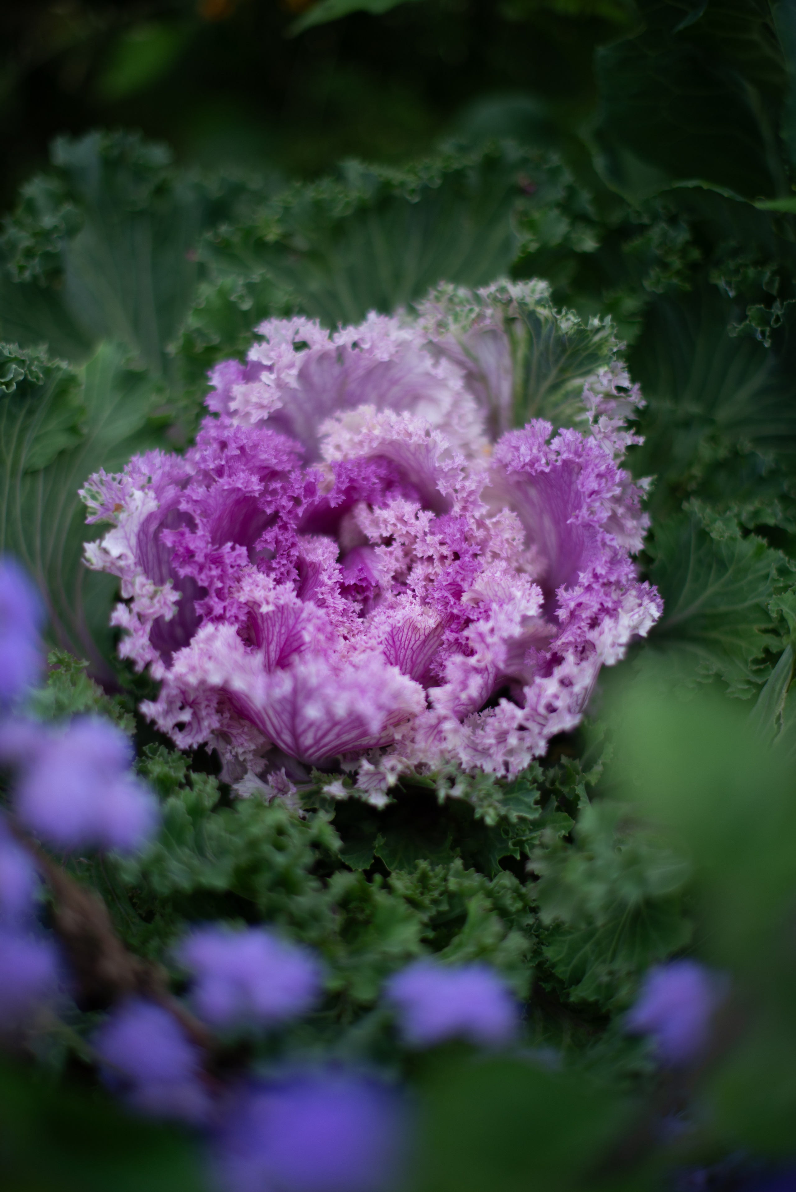 Цветы сада МГУ. Victoria Radjevna Репортажный Фотограф — Видеограф Москва • Санкт-Петербург