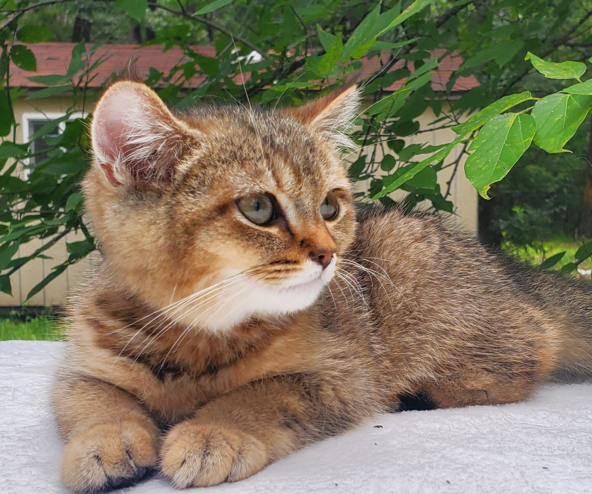 Sammy, male, DB-04.07.25, sold. British shorhair Cats