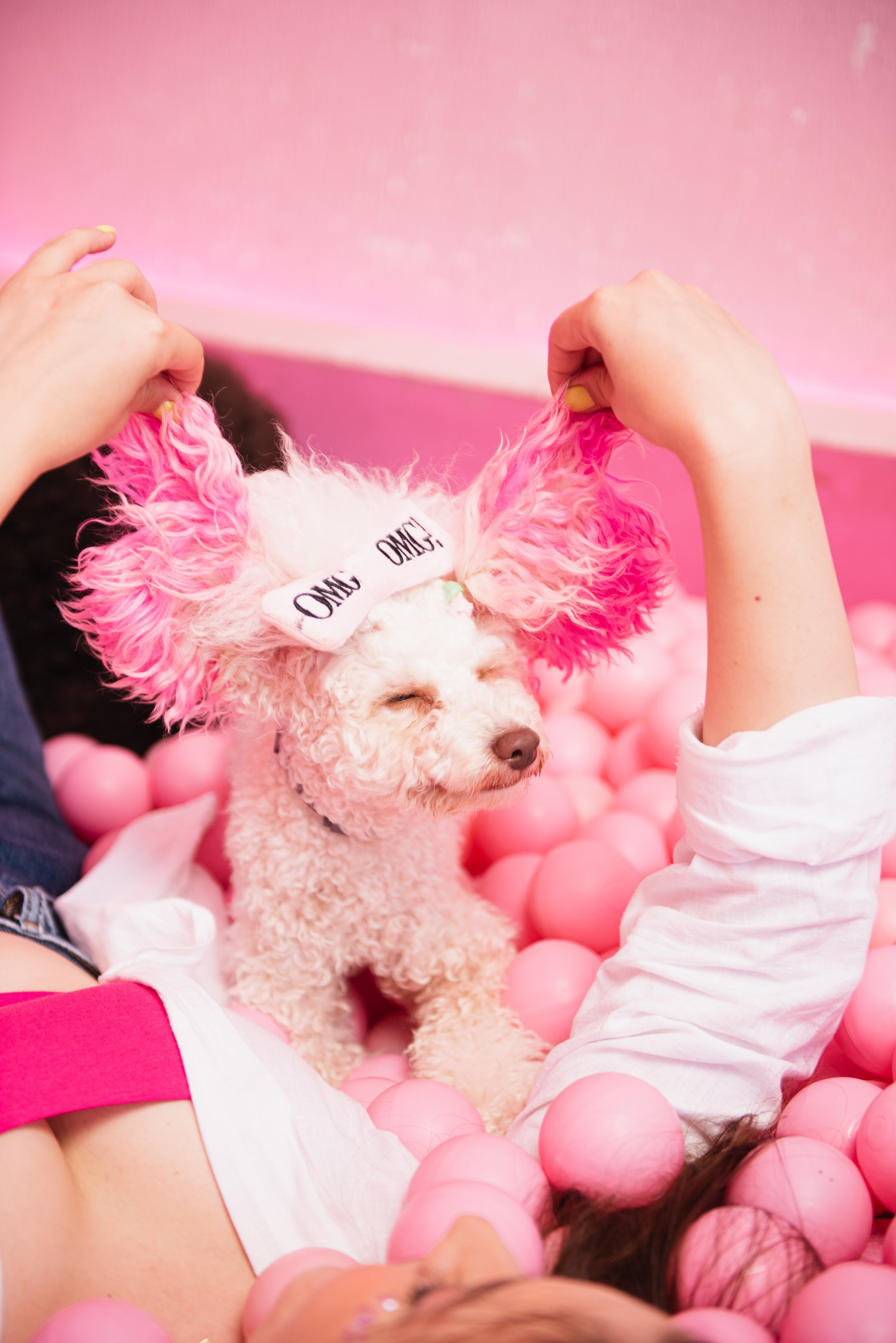 Pets. Фотограф в Москве Daria Lens