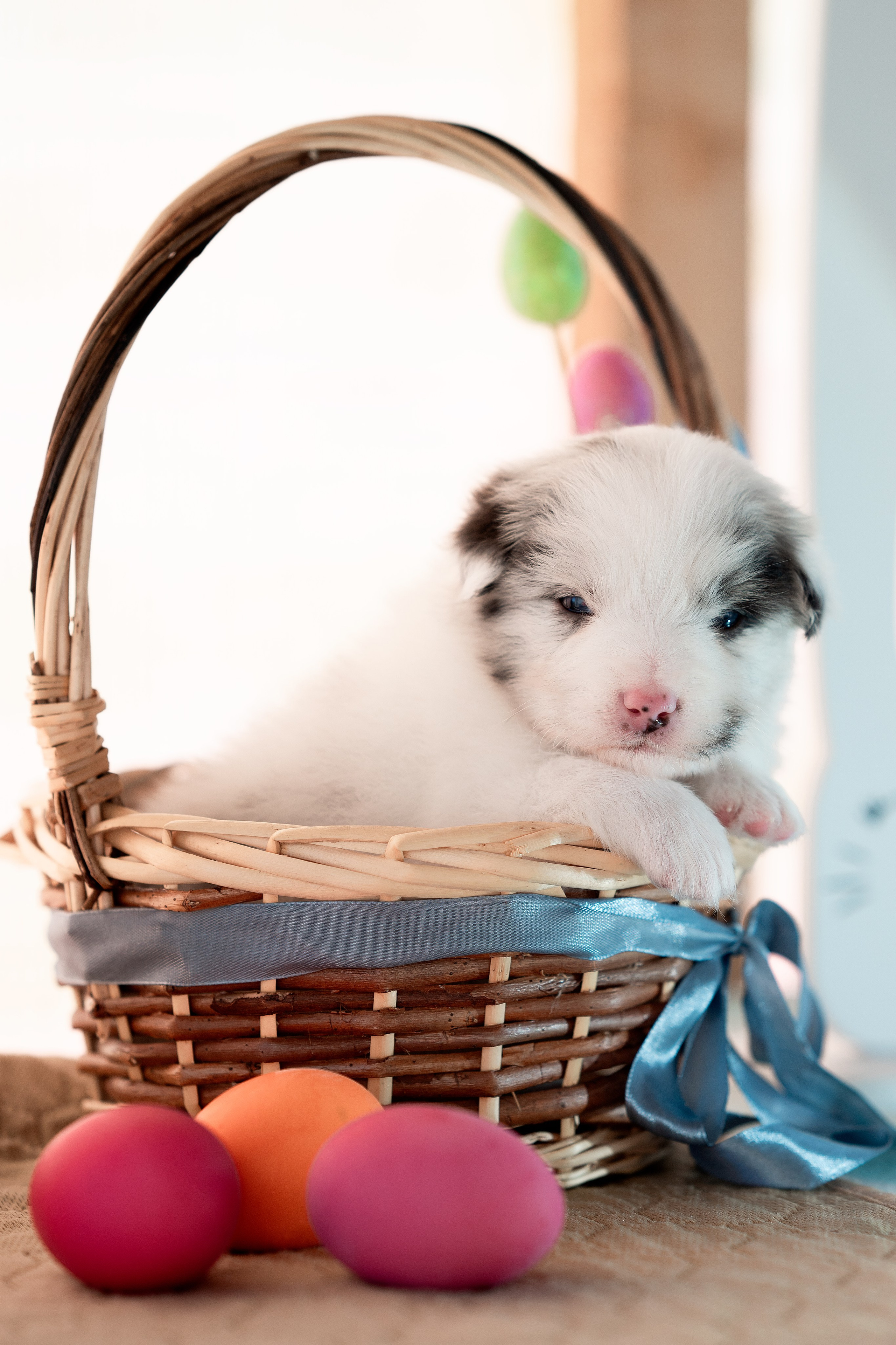 Заводчик Влада Эльман. Творческий фотограф Вологда