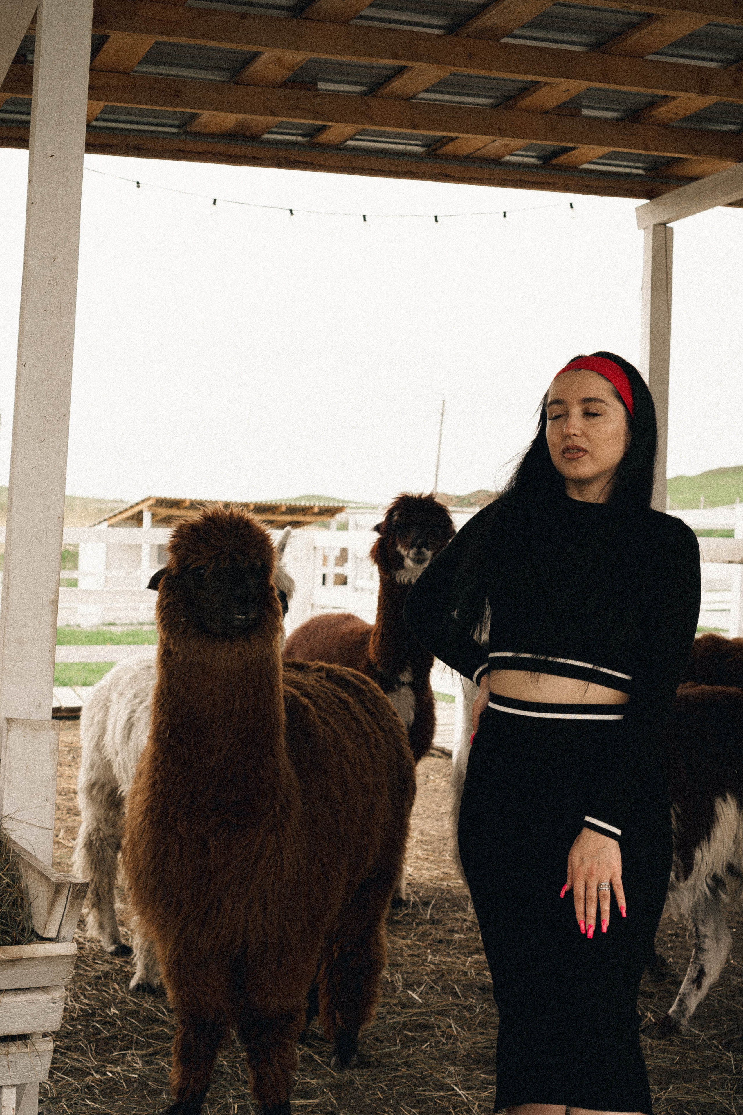 Ферма Альпак. Профессиональный фотограф, Санкт-Петербург — Виктория Богомолова