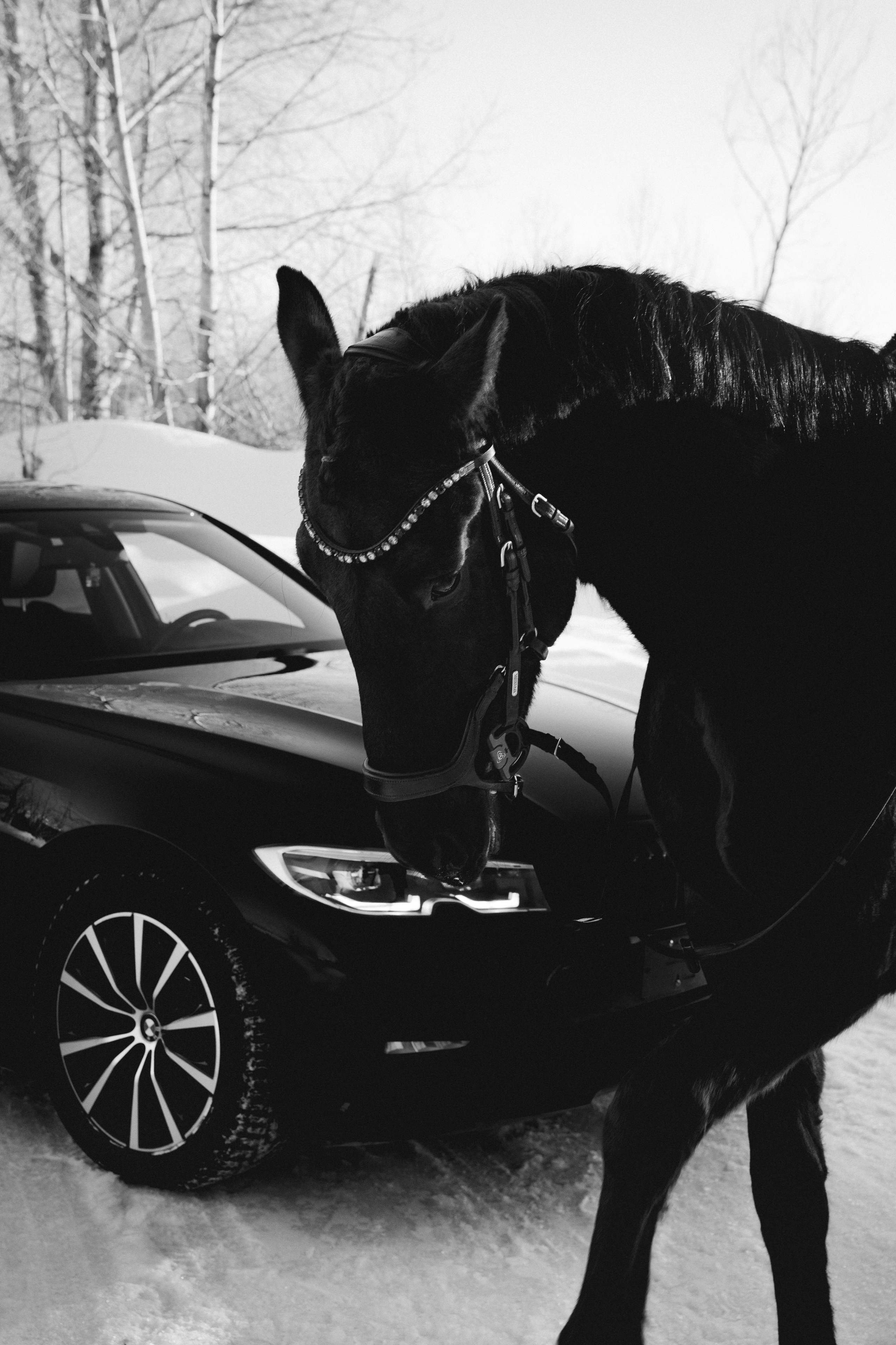 BMW G20 with horse. Автомобильный фотограф и видеограф в Новосибирске|Александра Косухина
