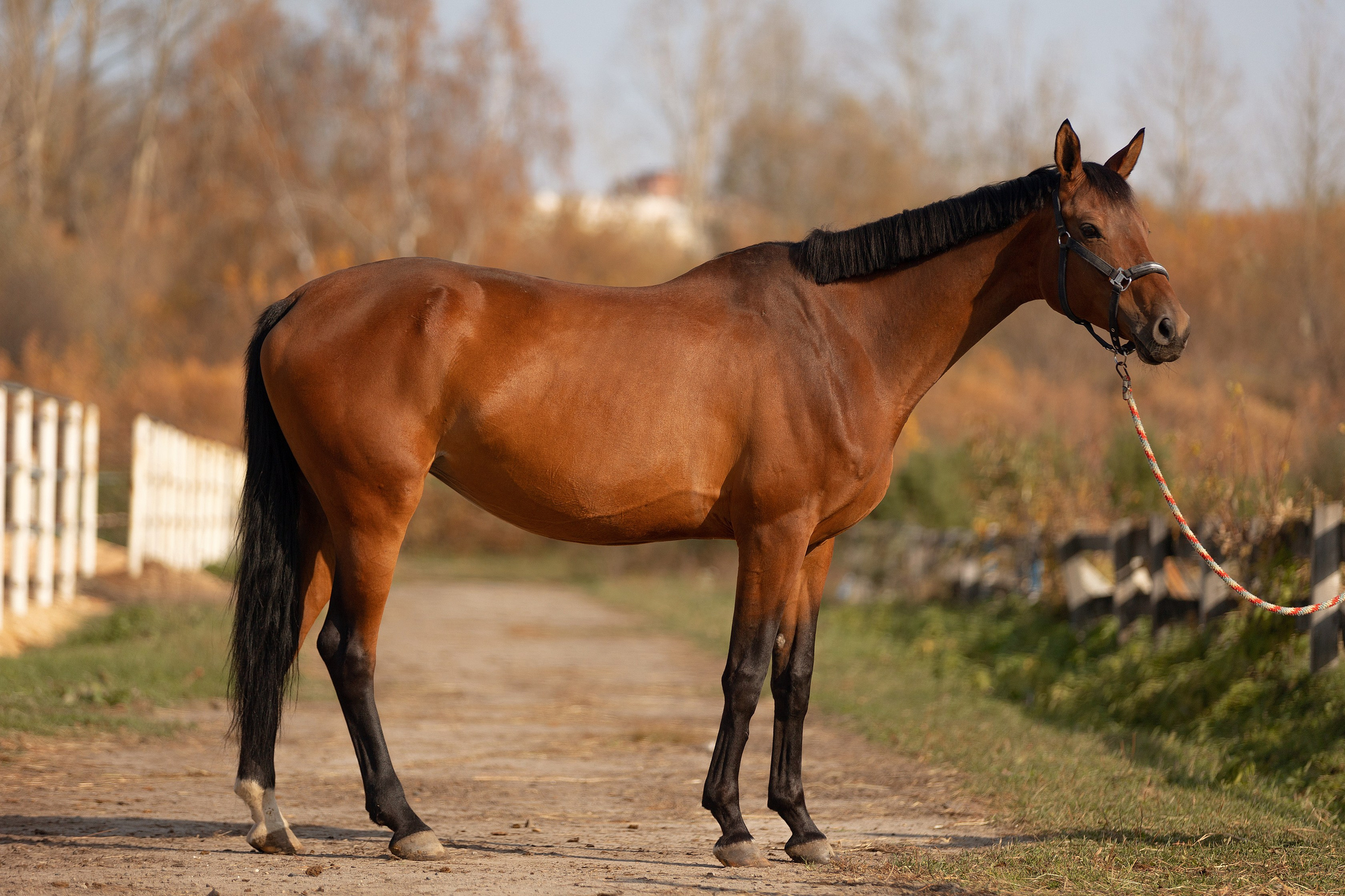 Лошади. Конный фотограф Валынкина Лера