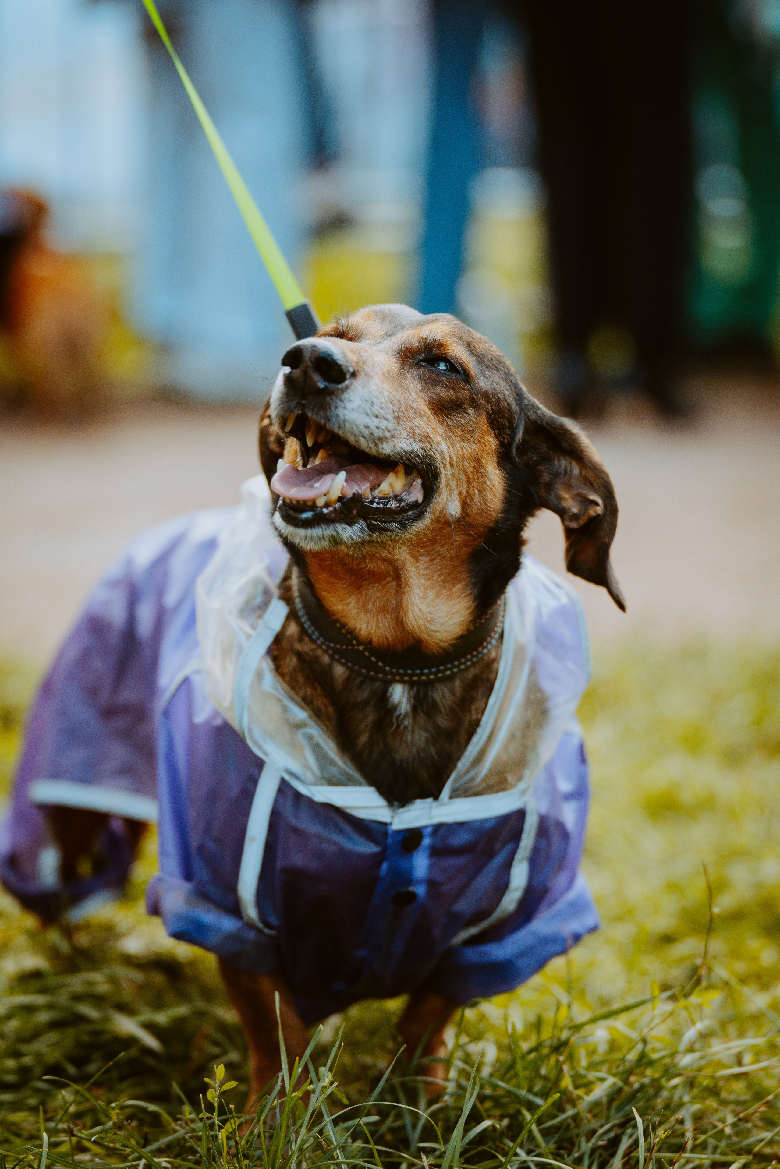 Такспарад. Фотограф анималист в Спб недорого Олеся Майорова