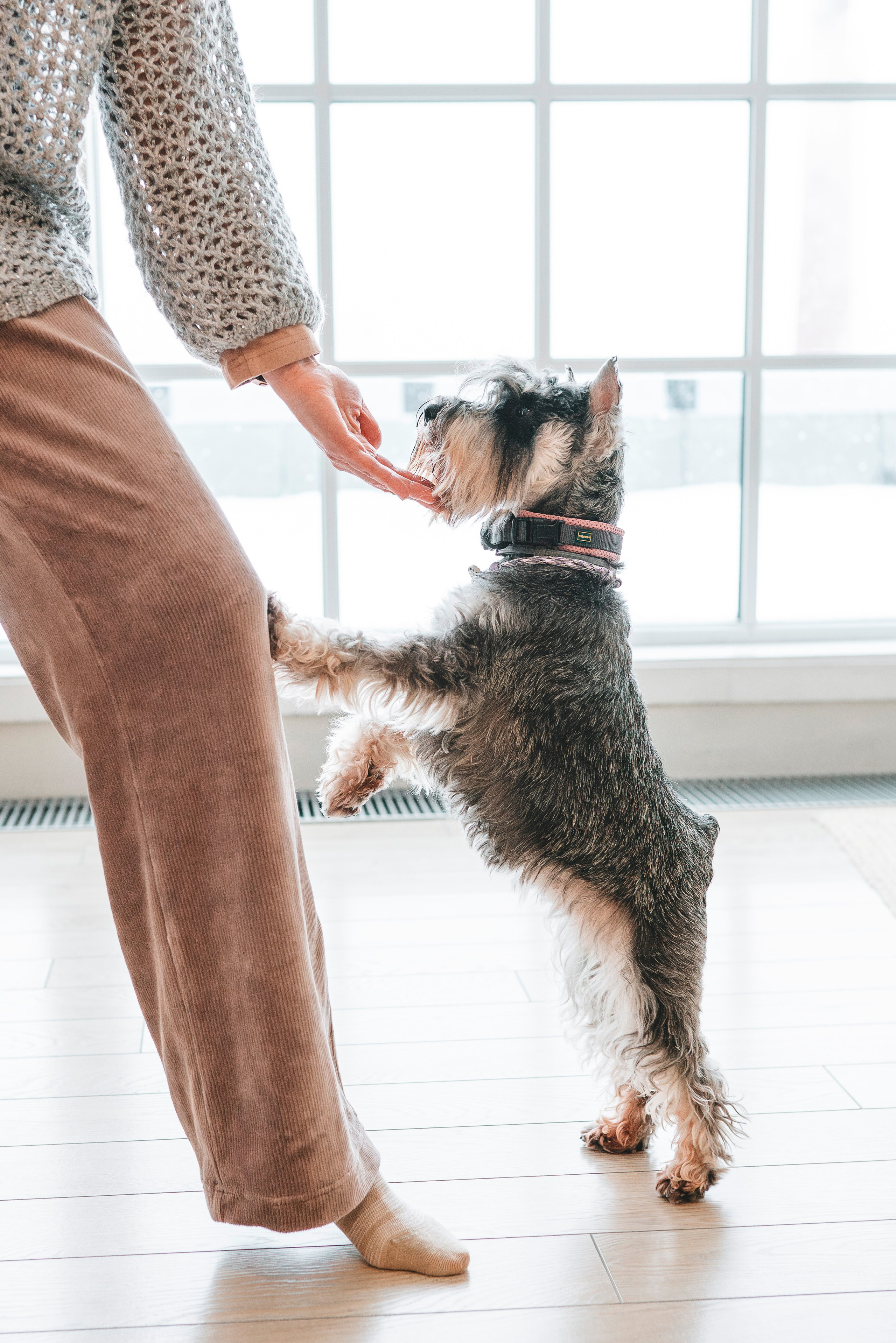 Ольга и Сатори. Фотограф анималист в Спб недорого Олеся Майорова