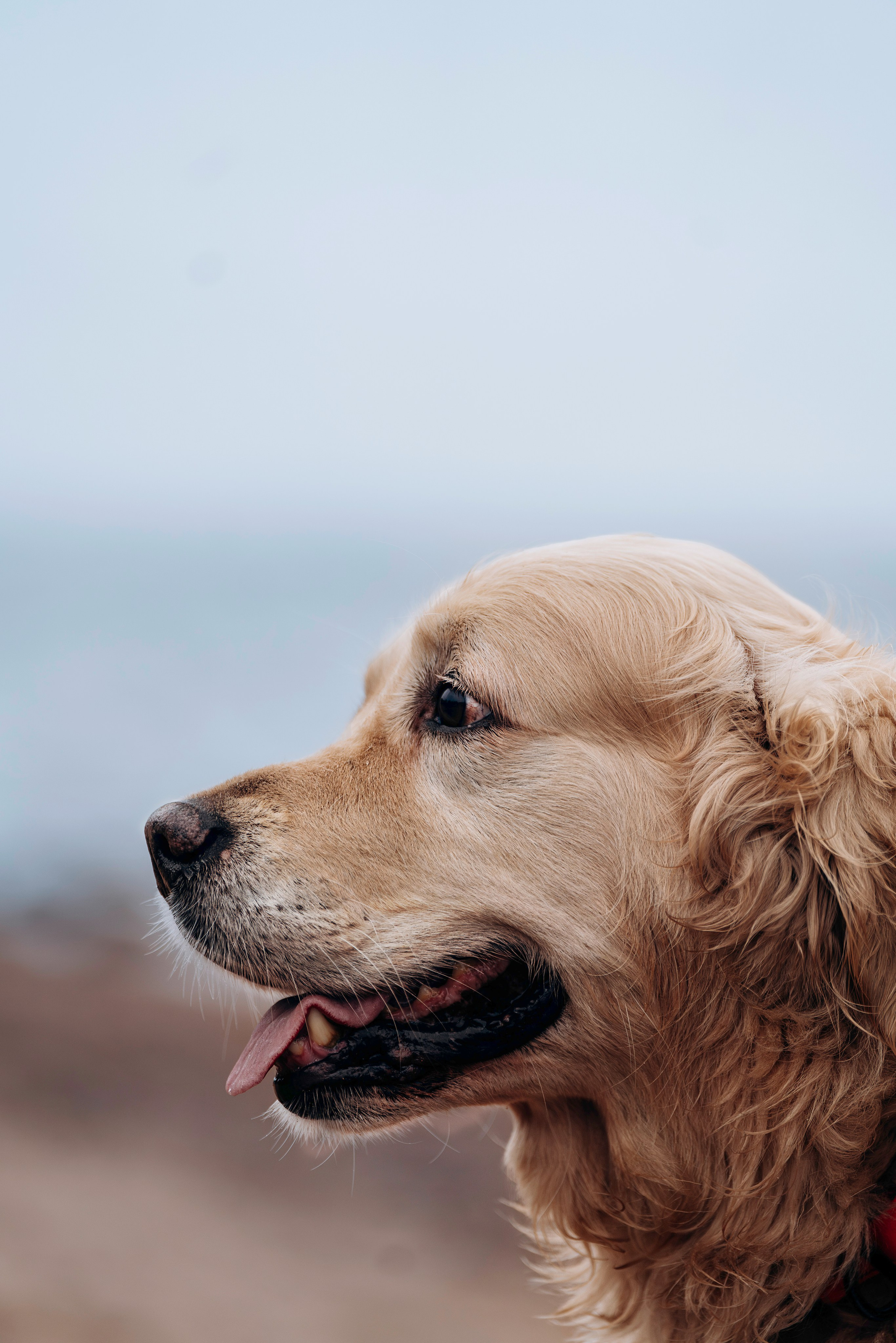Асти, Крис и Александра. Фотограф анималист в Спб недорого Олеся Майорова