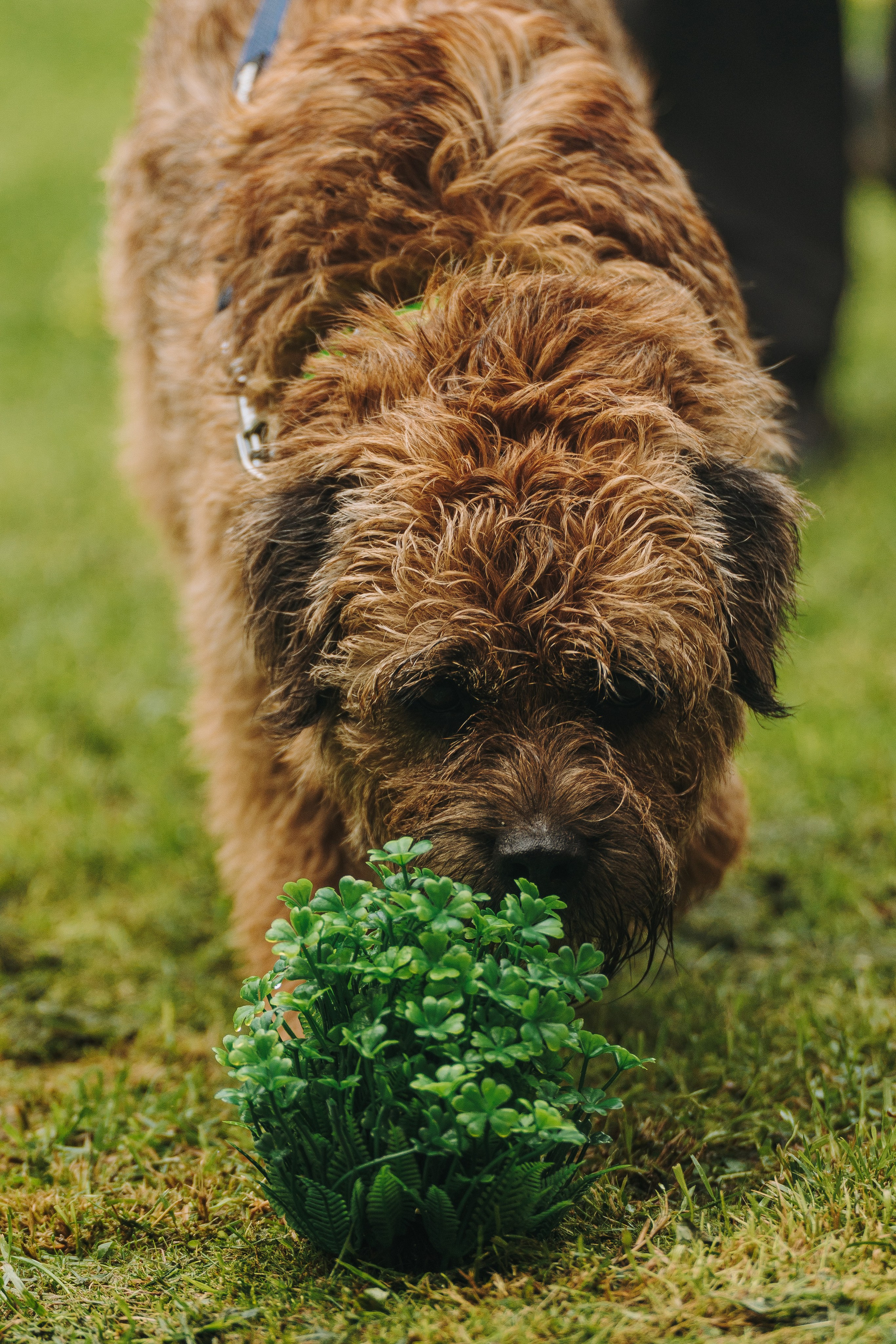 Соревнования по ноузворку в Новожилово. Фотограф анималист в Спб недорого Олеся Майорова