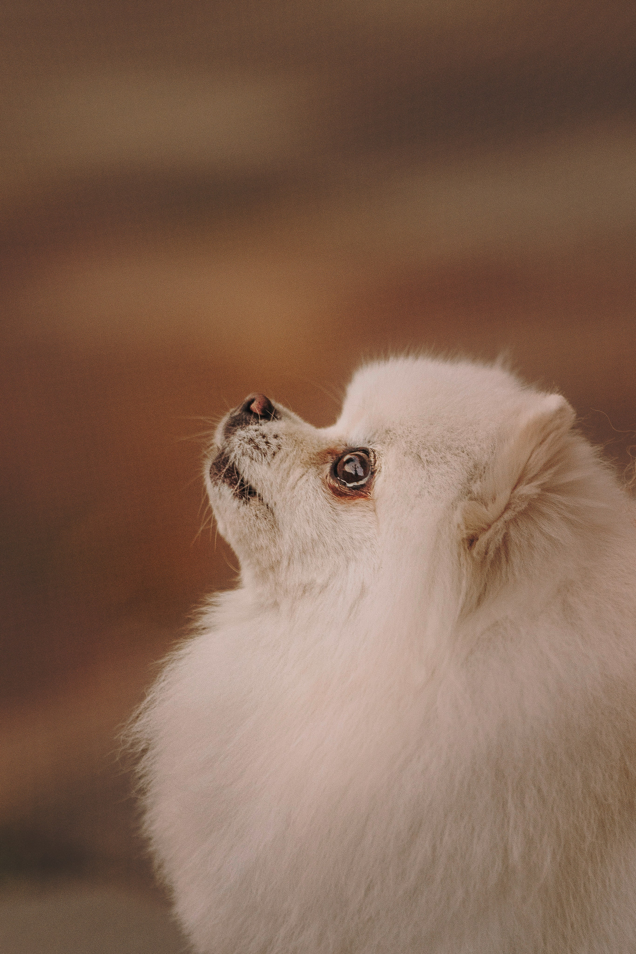Фотосессия с померанским шпицем. Фотограф анималист в Спб недорого Олеся Майорова