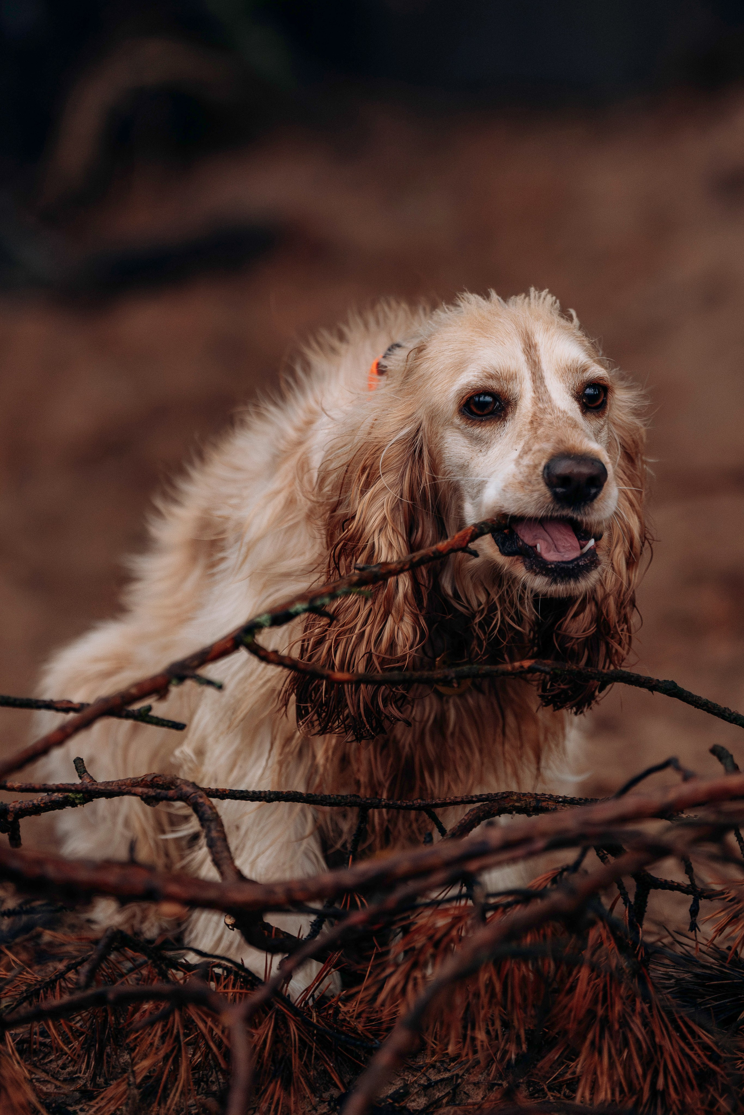 Асти, Крис и Александра. Фотограф анималист в Спб недорого Олеся Майорова