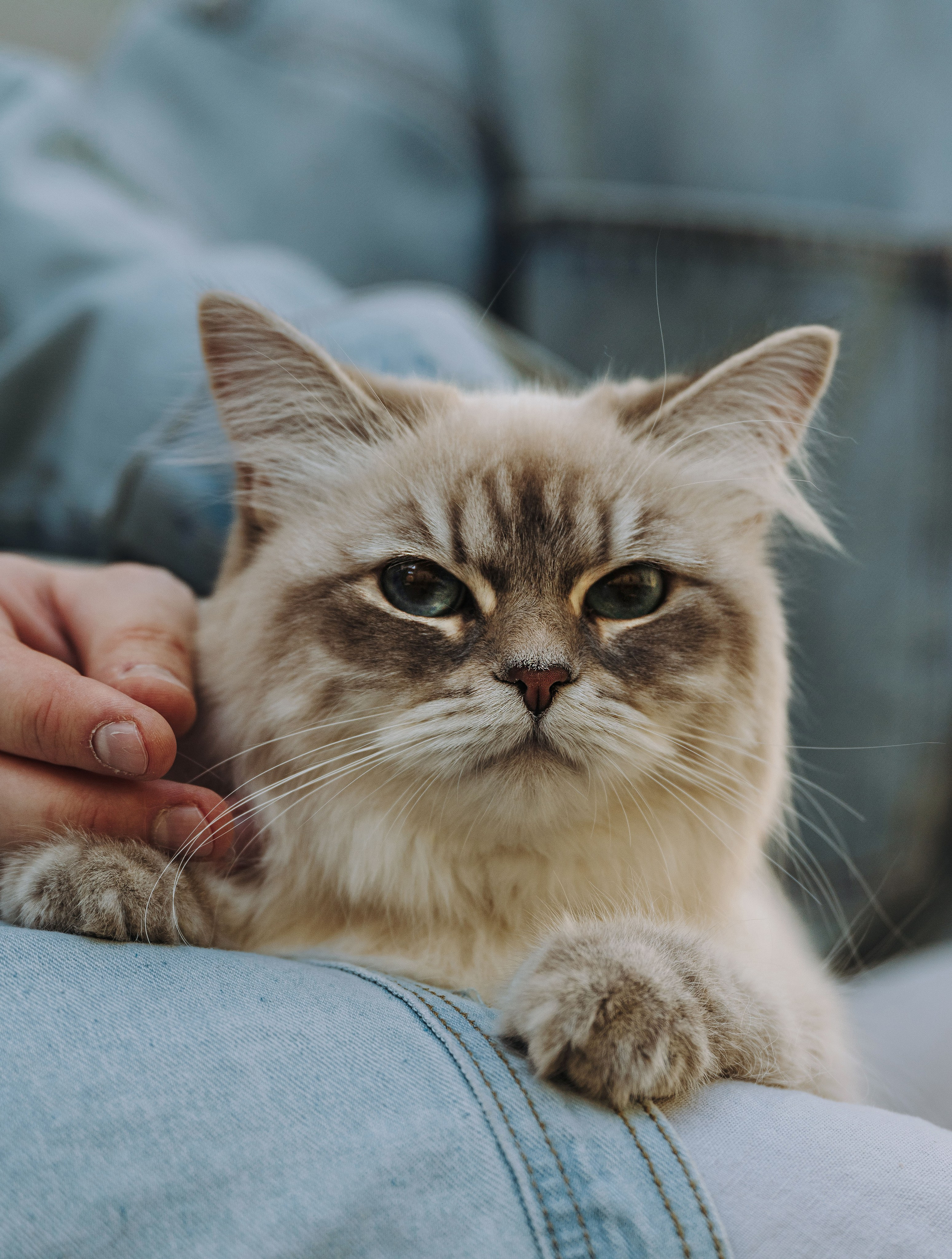 Сильвия, Полина и Никита. Фотограф анималист в Спб недорого Олеся Майорова