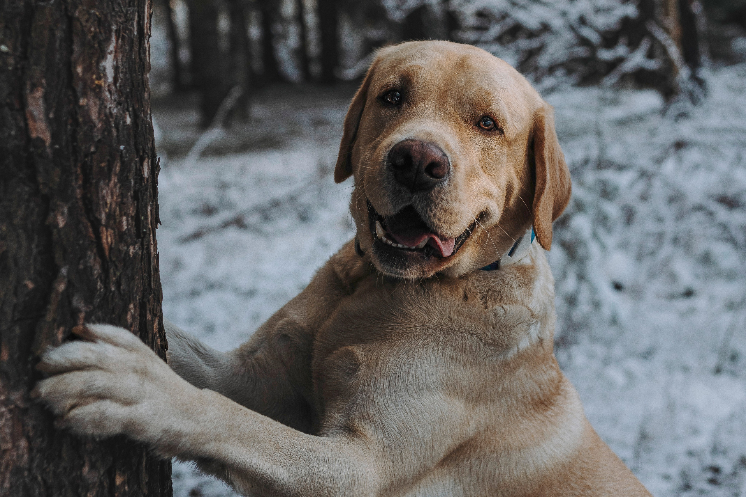 Аня и Честер. Фотограф анималист в Спб недорого Олеся Майорова
