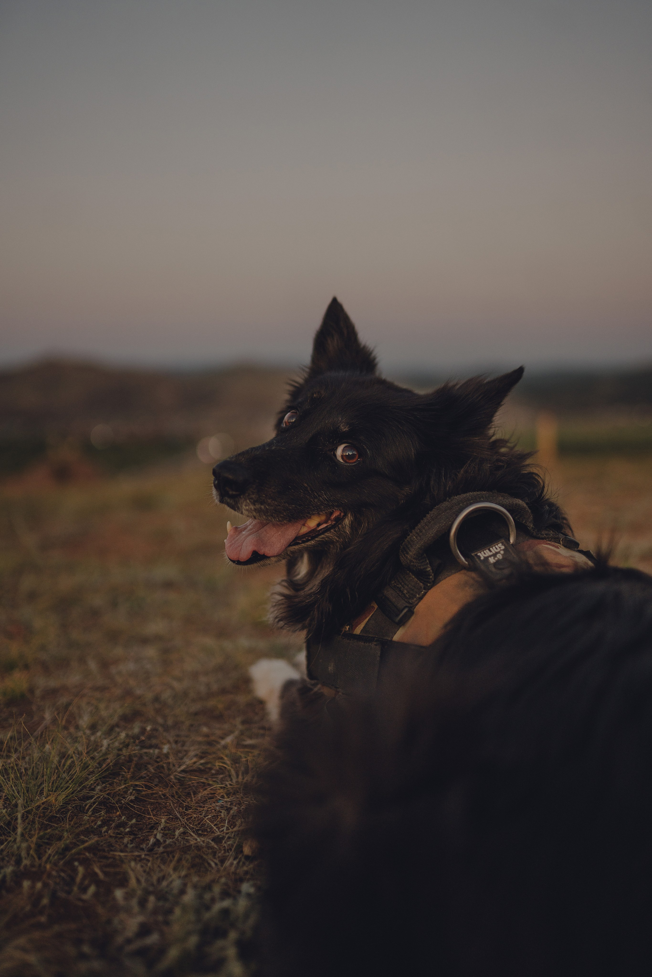 Настя и Умка. Фотограф анималист в Спб недорого Олеся Майорова