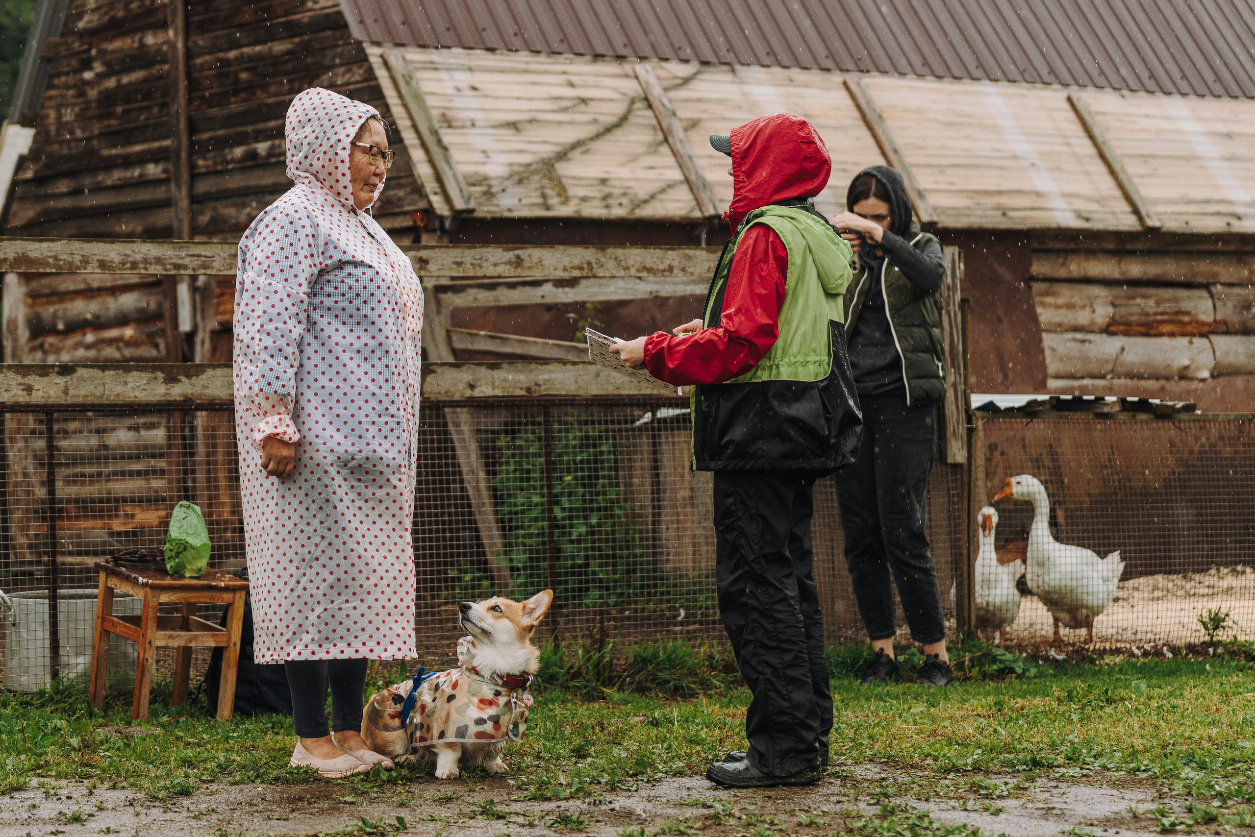 Соревнования по ноузворку в Новожилово. Фотограф анималист в Спб недорого Олеся Майорова