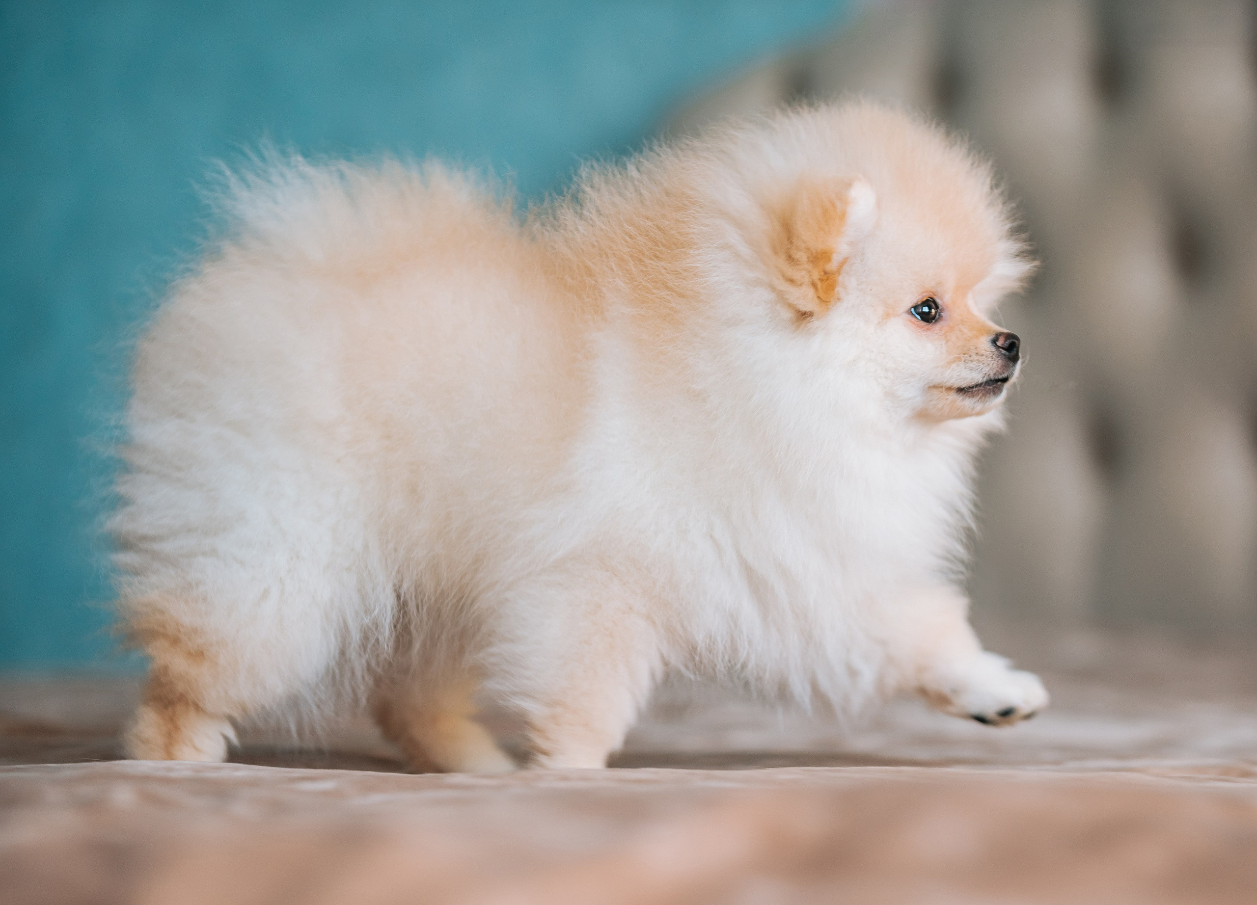 Шпицы дома. Главная