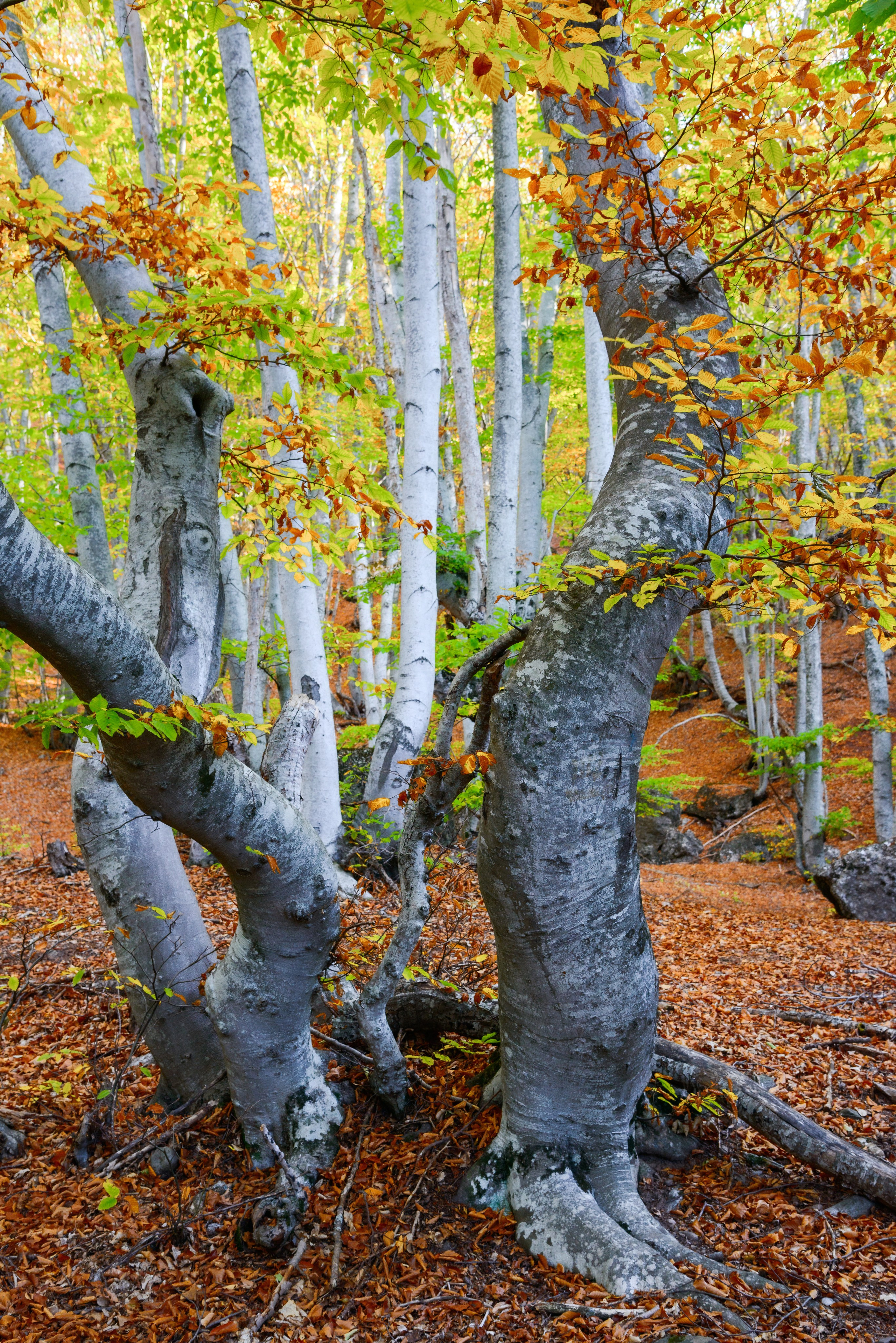 Золотая осень в крымском лесу.