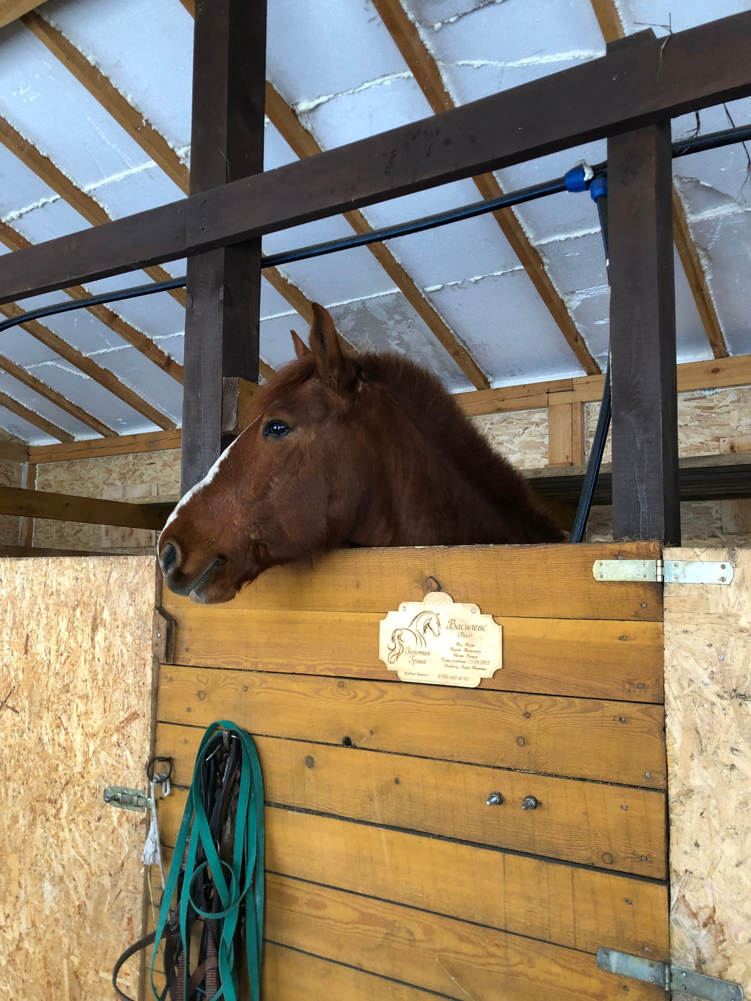 Декабрь. Семейный, Свадебный фотограф СПБ Питер— Романова Екатерина