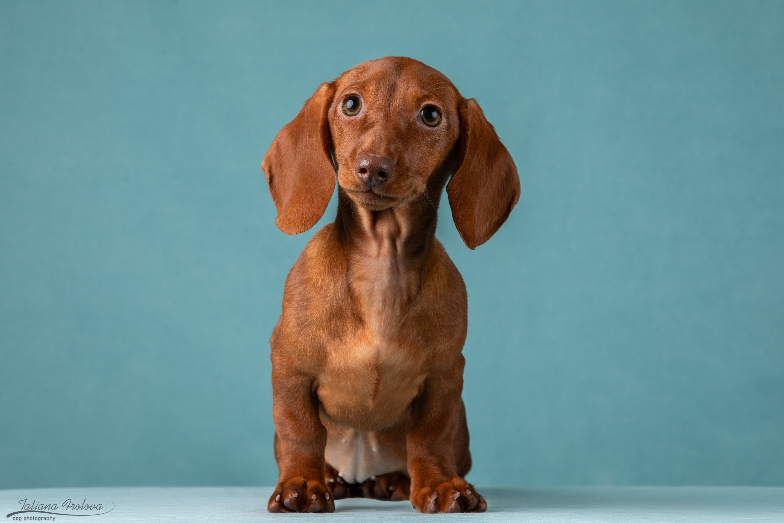 Съемка щенков таксы в минималистичном стиле. Фотограф-анималист в Москве и Московской области Татьяна Фролова