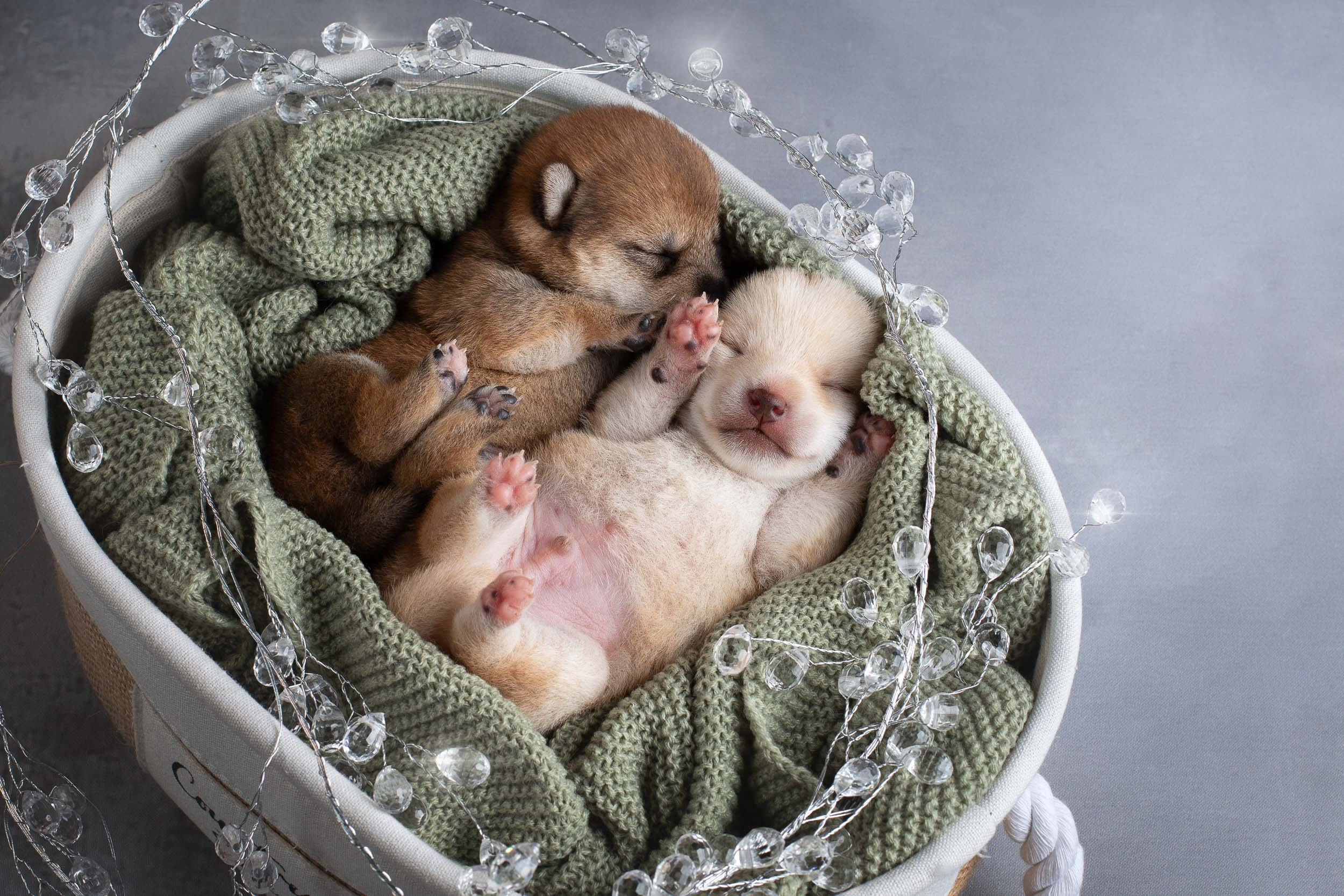 Двойняшки- фото щенков. Фотограф-анималист в Москве и Московской области Татьяна Фролова