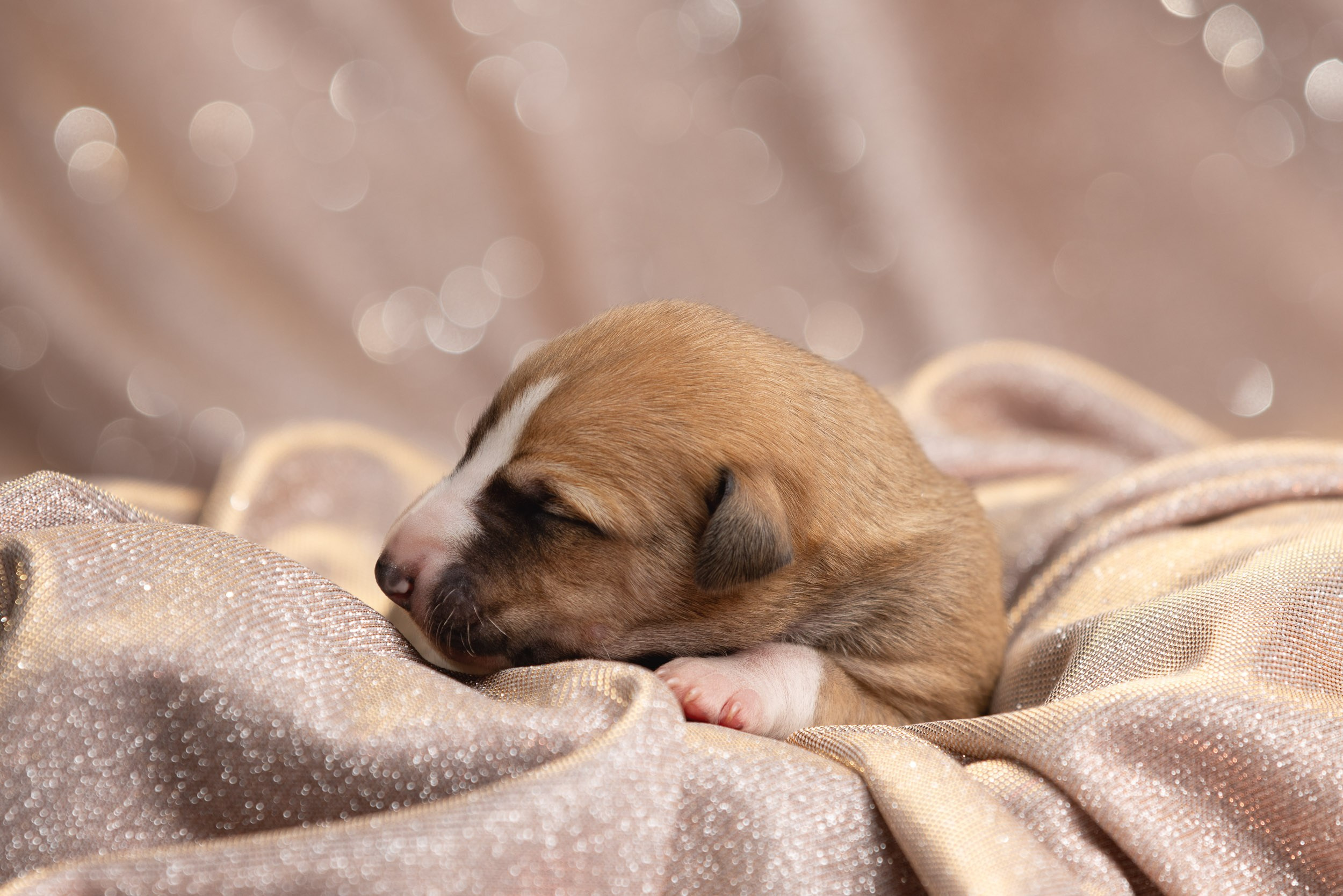 Ньюборн для щенков уиппета. Фотограф-анималист в Москве и Московской области Татьяна Фролова