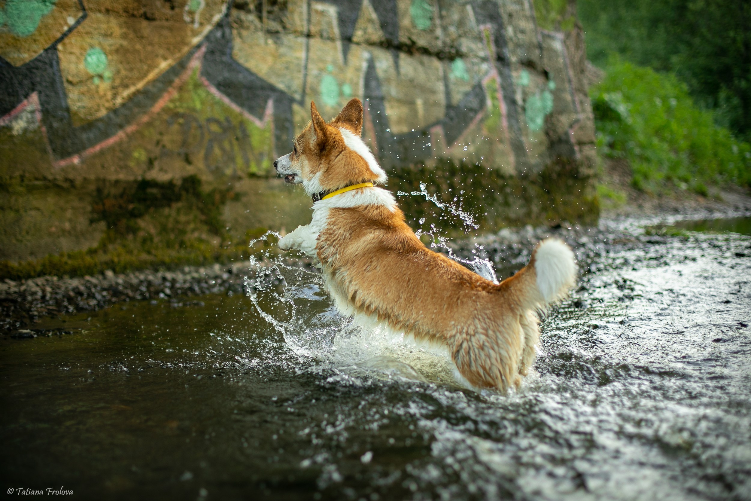 Фотографии собаки с хозяйкой в парке летним вечером. Фотограф-анималист в Москве и Московской области Татьяна Фролова
