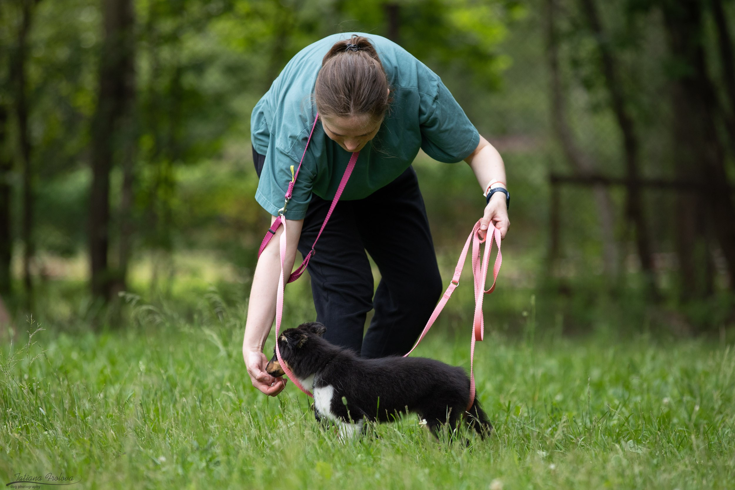 Репортаж с выводки молодняка колли/шелти в Ясенево. Фотограф-анималист в Москве и Московской области Татьяна Фролова
