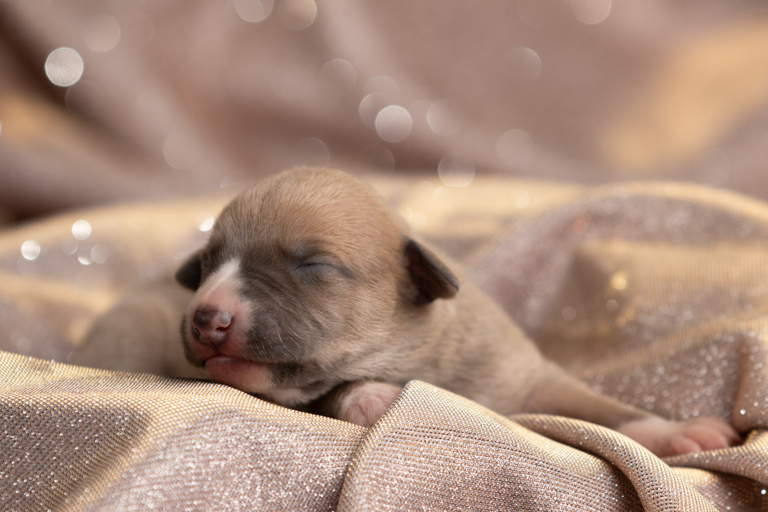 Ньюборн для щенков уиппета. Фотограф-анималист в Москве и Московской области Татьяна Фролова
