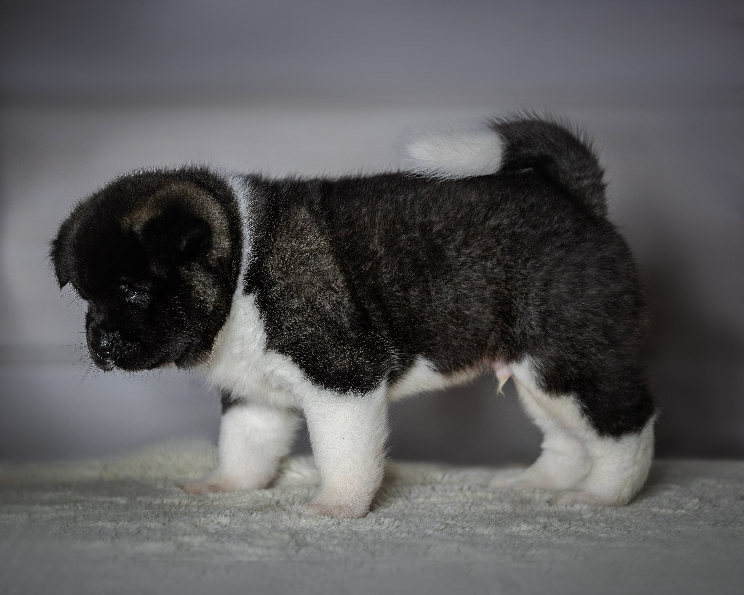 Щеночки Ам. Акиты. Главная