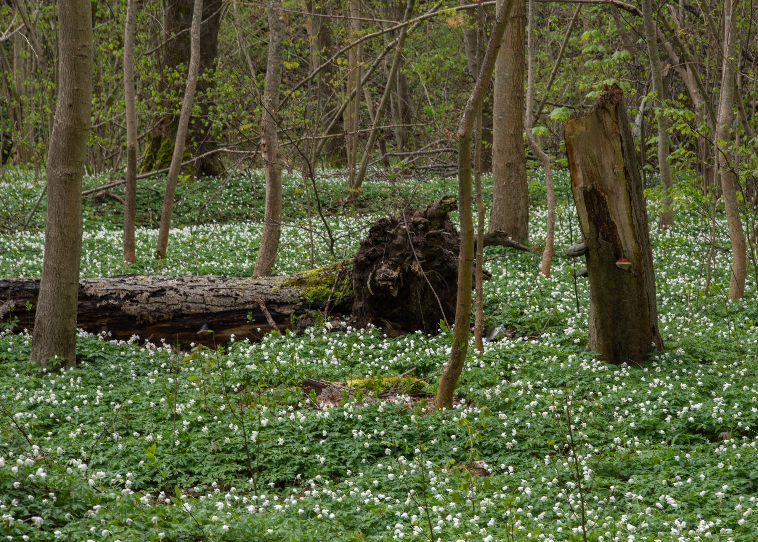 Калининград, Светлогорск. Фотограф Юлия Зимина