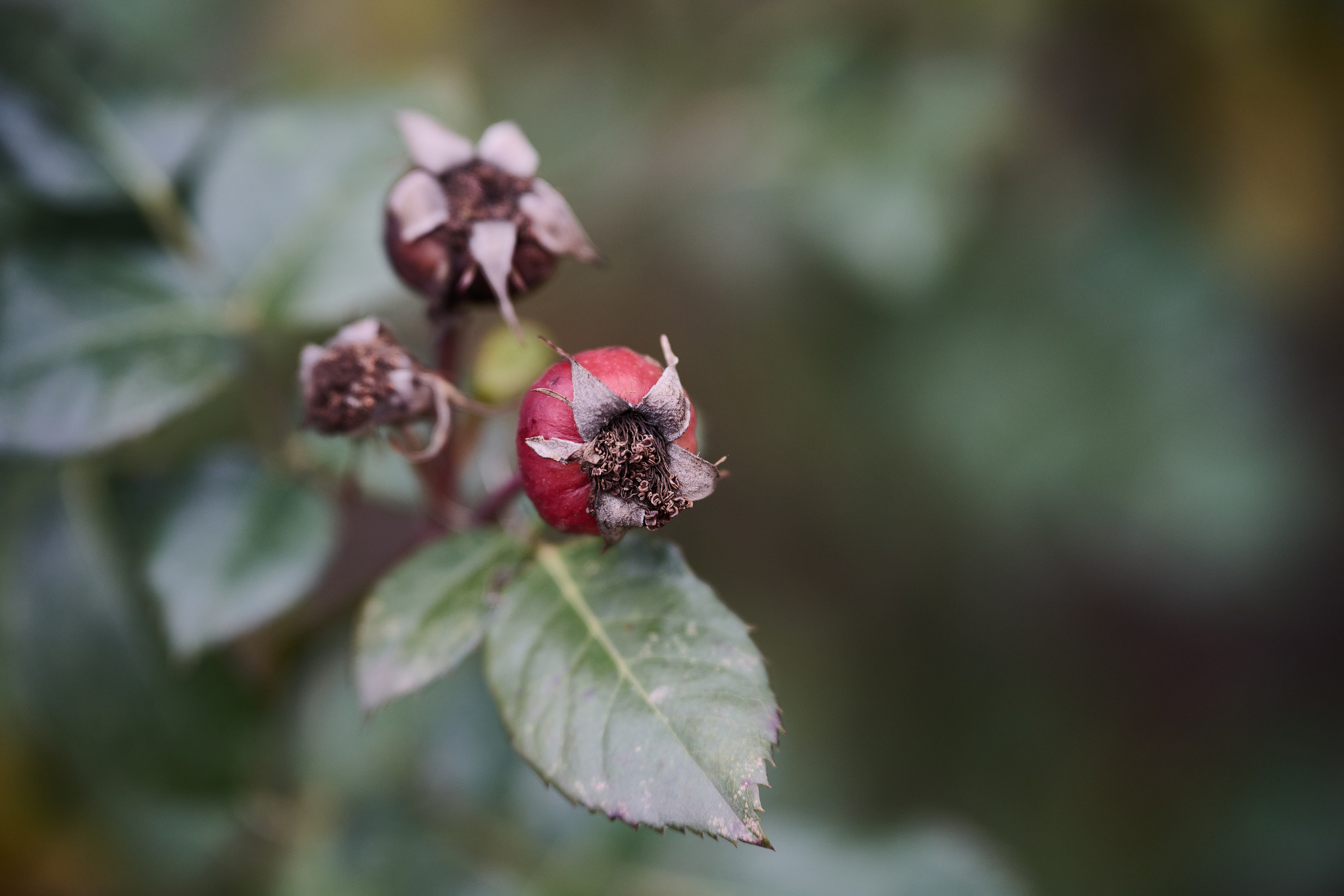 Краснореченское. Луганская область. Фотопроект «Территории»