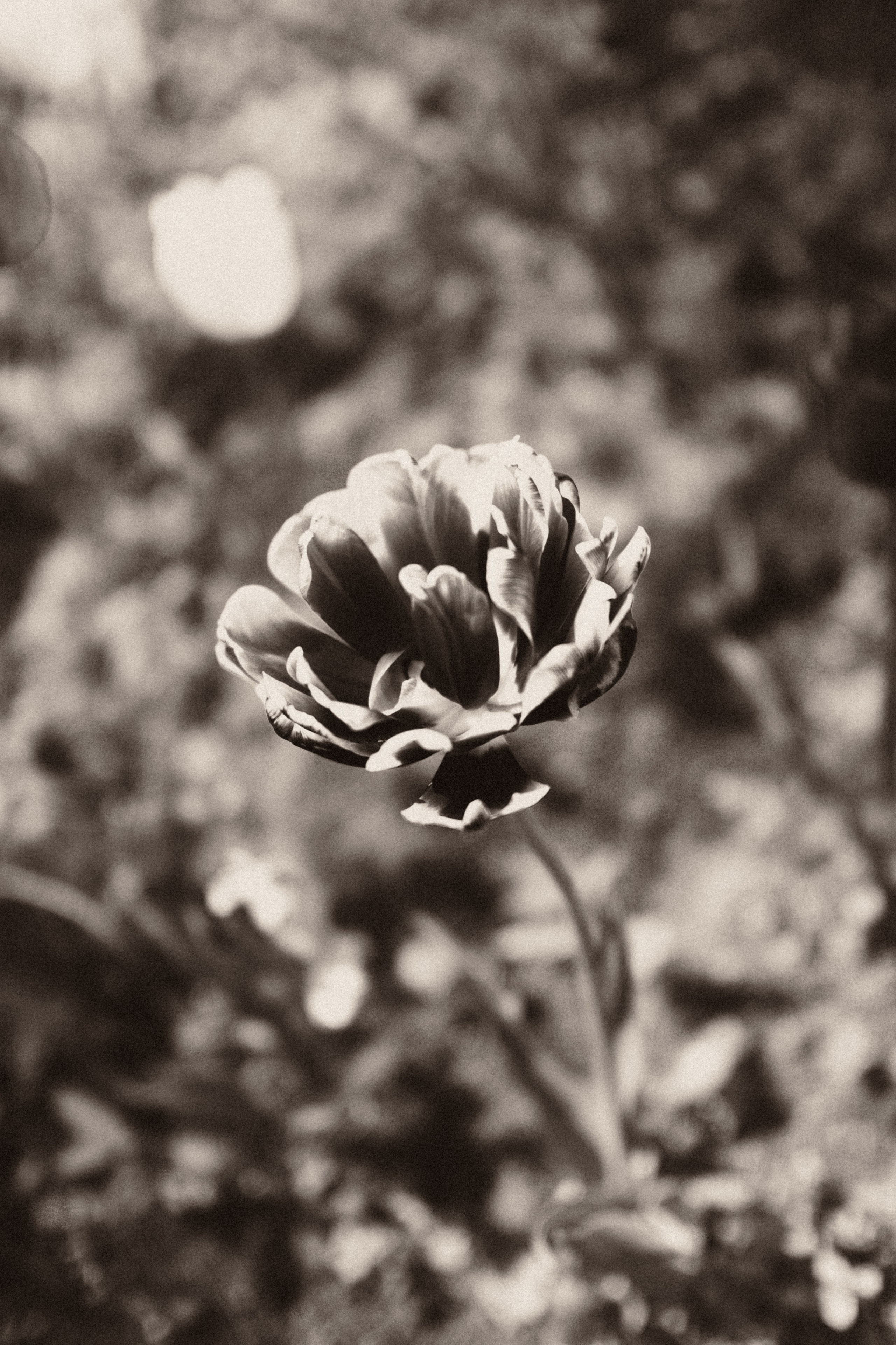 Botanical. Портретный и свадебный фотограф в Москве и Санкт-Петербурге. Учитель фотографии онлайн и оффлайн