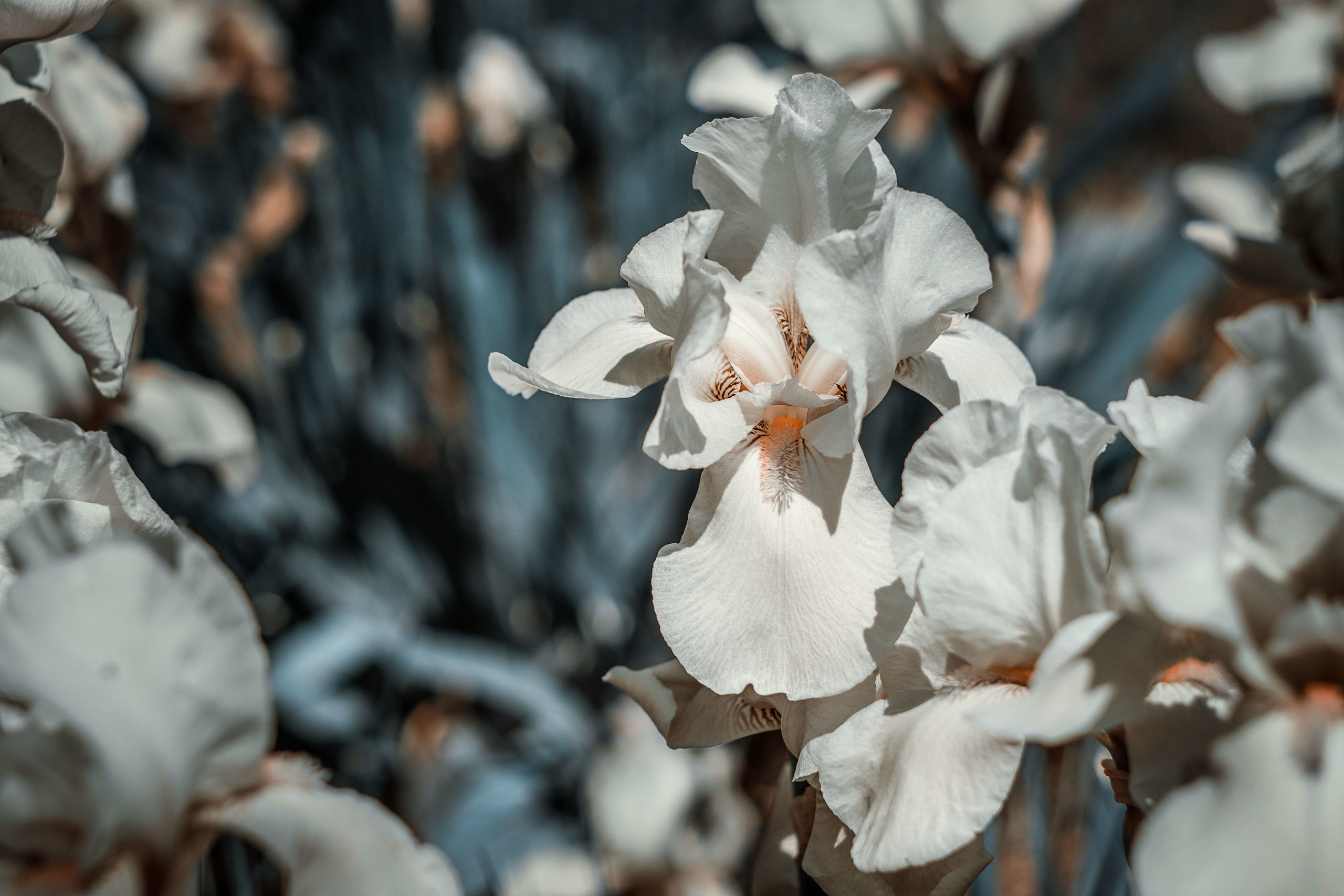 Цветущий Севастополь. Фотограф в Москве, Оксана Ребристая
