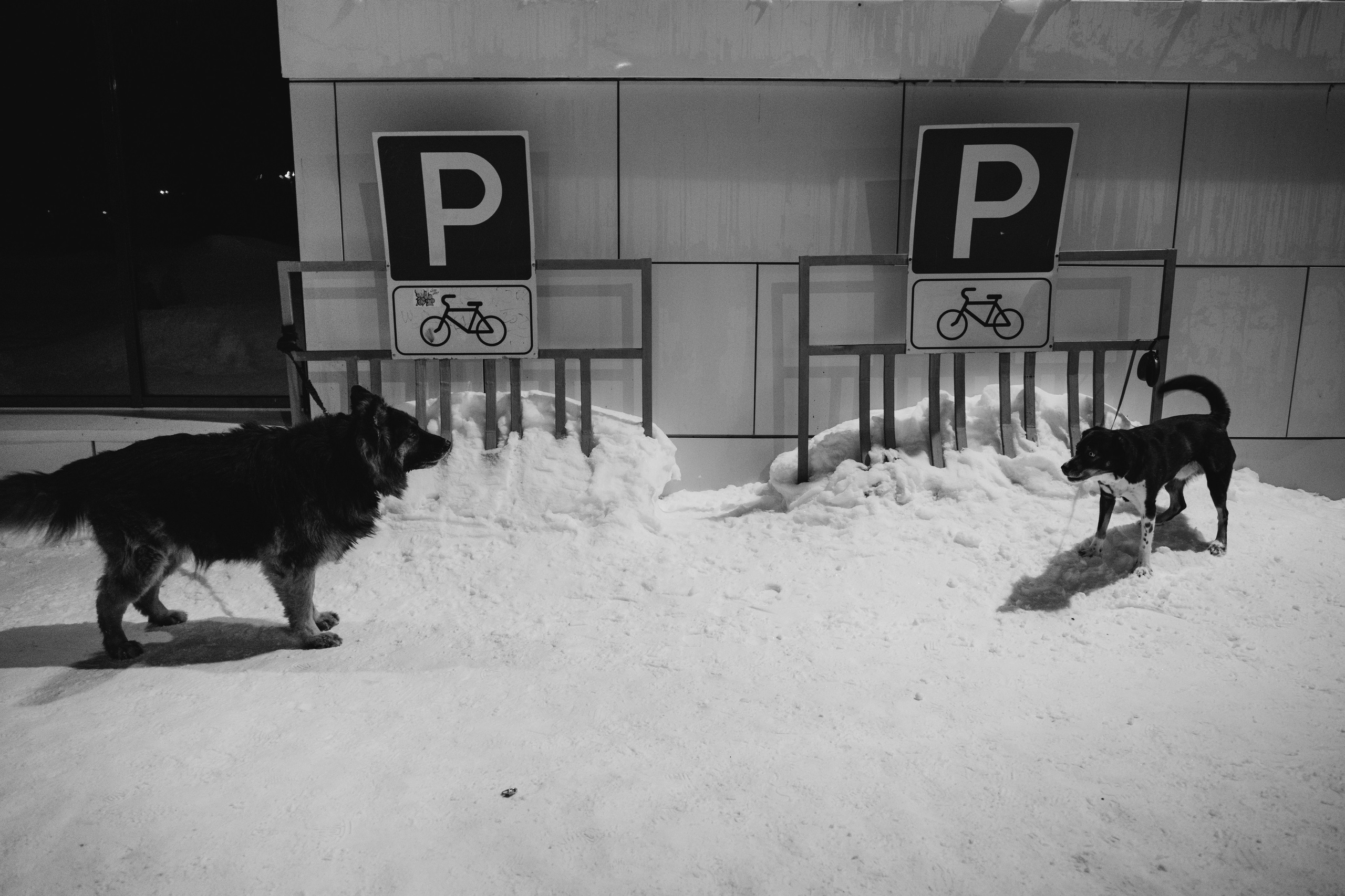 Собаки. Фотограф Александр Тихонов