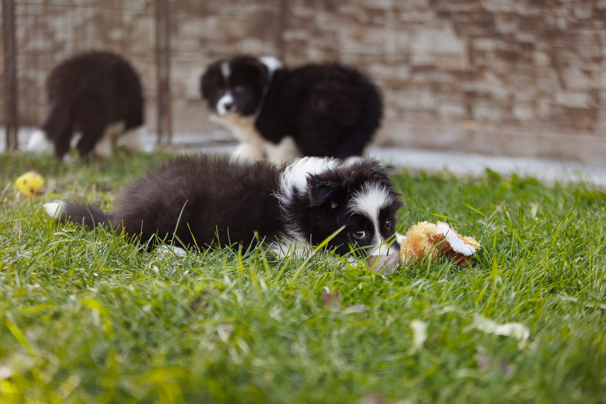 У дома с большой компанией от мала до велика. О нас