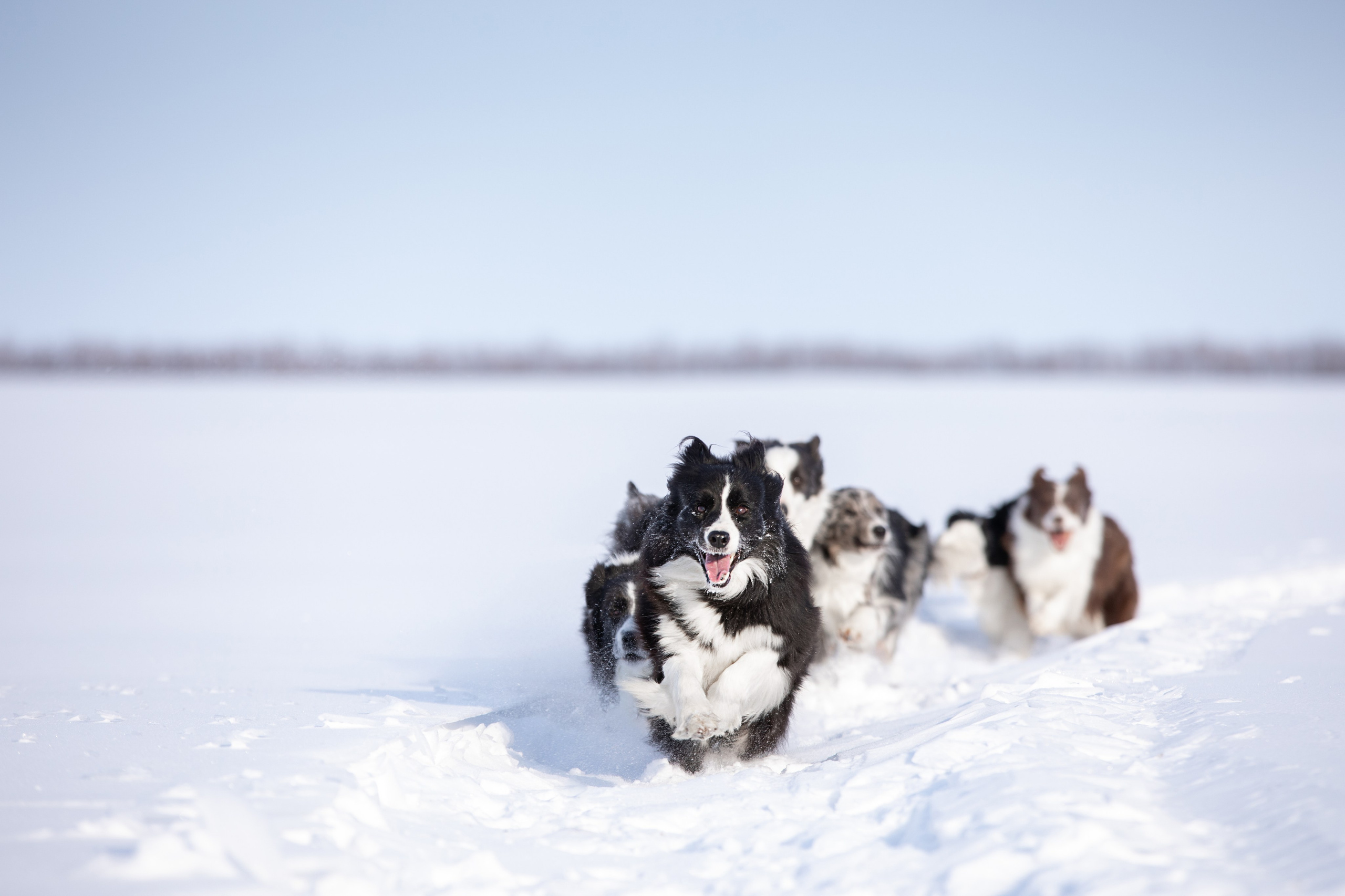 Мороз и солнце. О нас