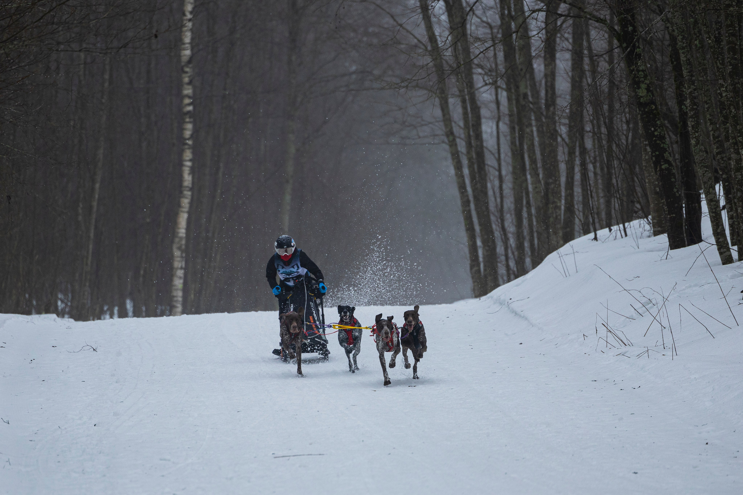 Зимний Чемпионат Санкт-Петербурга по ездовому спорту. Фотограф-анималист Анна Маринич
