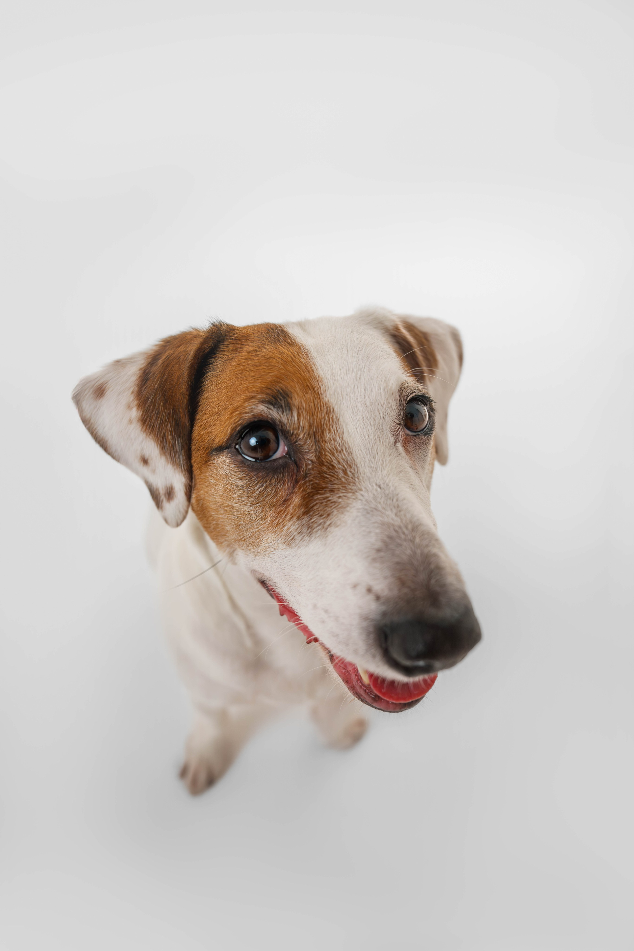 Джек Рассел. Фотограф Анималист в Москве Анастасия Жучкова