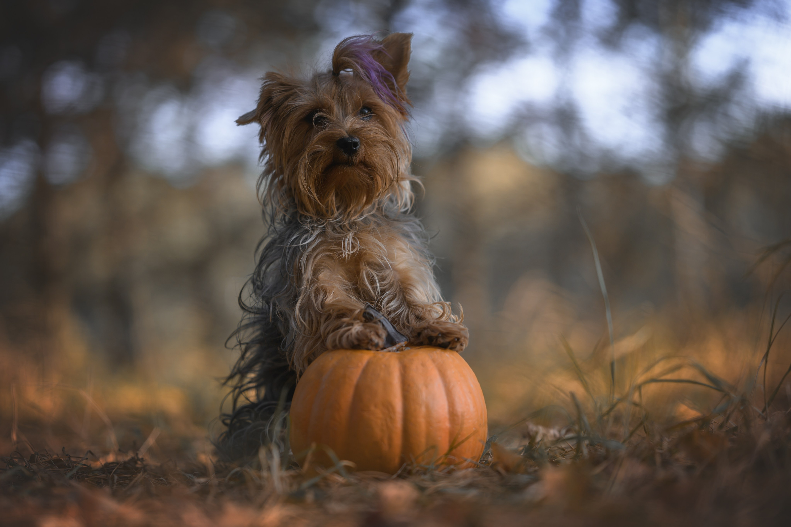 Хэллоуин. Фотограф Анималист в Москве Анастасия Жучкова