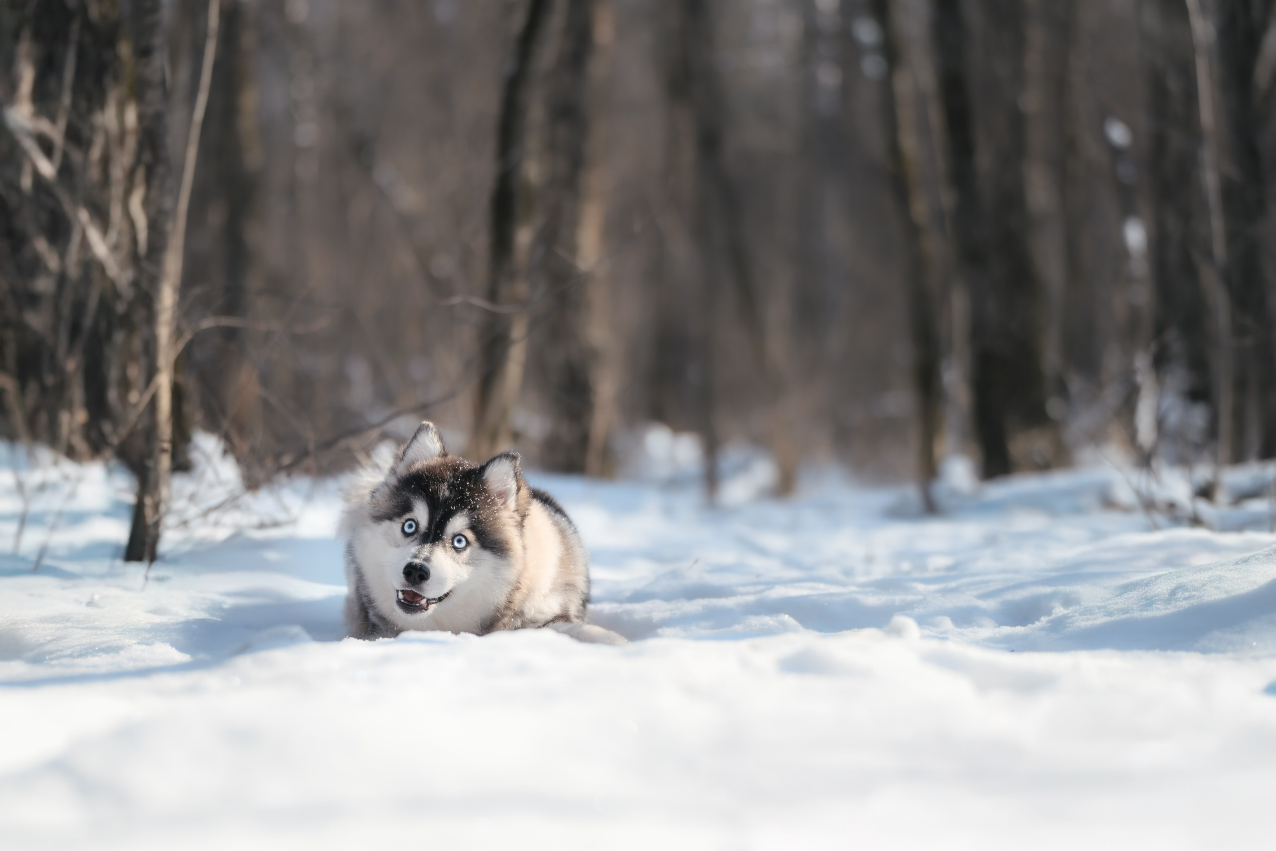 4 щенка помски. Прогулка в лесу. Фотограф Анималист в Москве Анастасия Жучкова