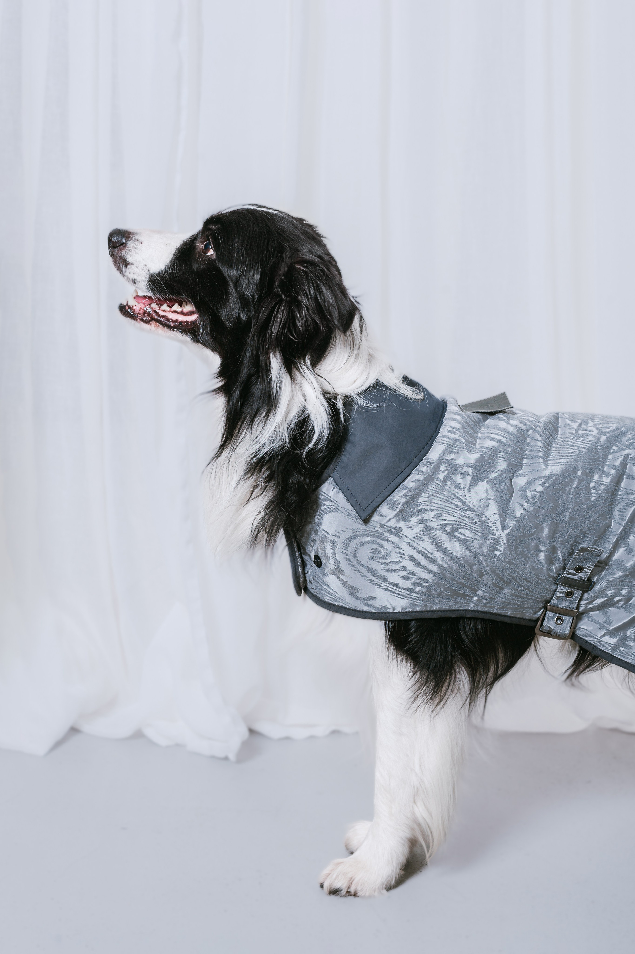 Съемка для бренда TEDDYBOY. Фотограф-анималист Татьяна Степанова