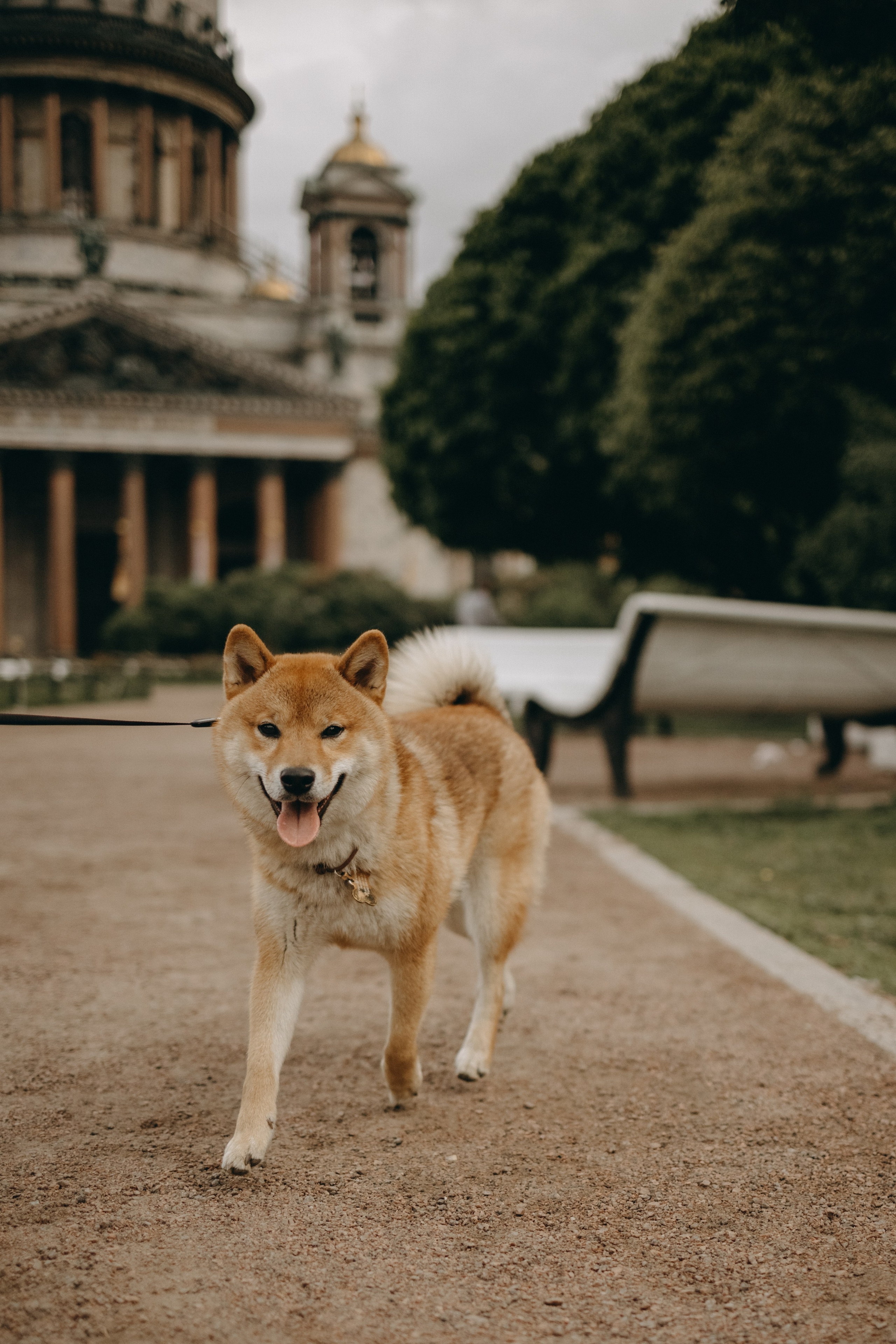 Сириус и его семья. Фотограф — Анималист | Санкт-Петербург